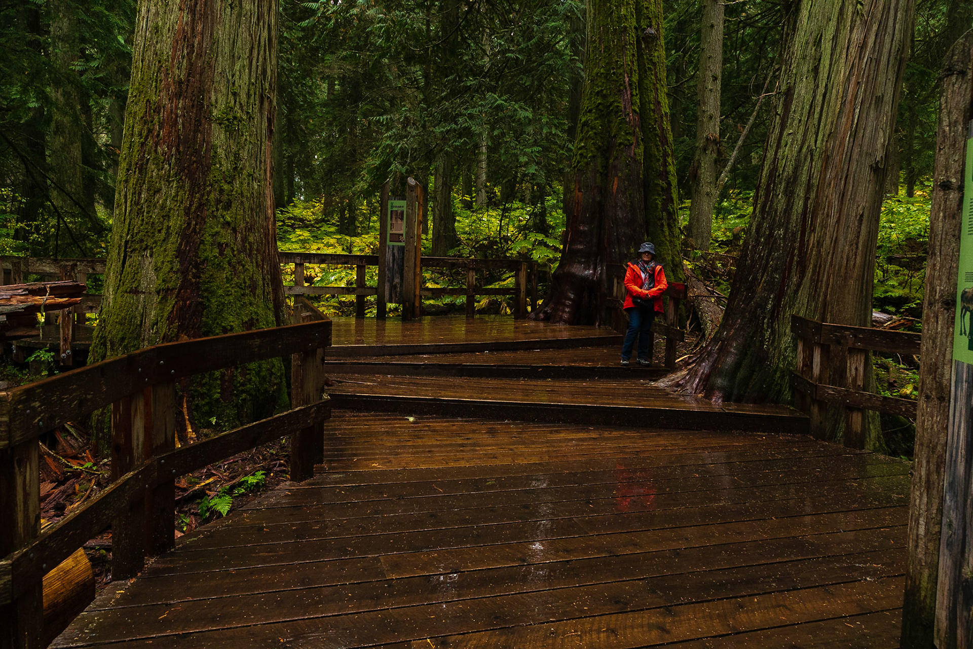 Mount Revelstoke National Park