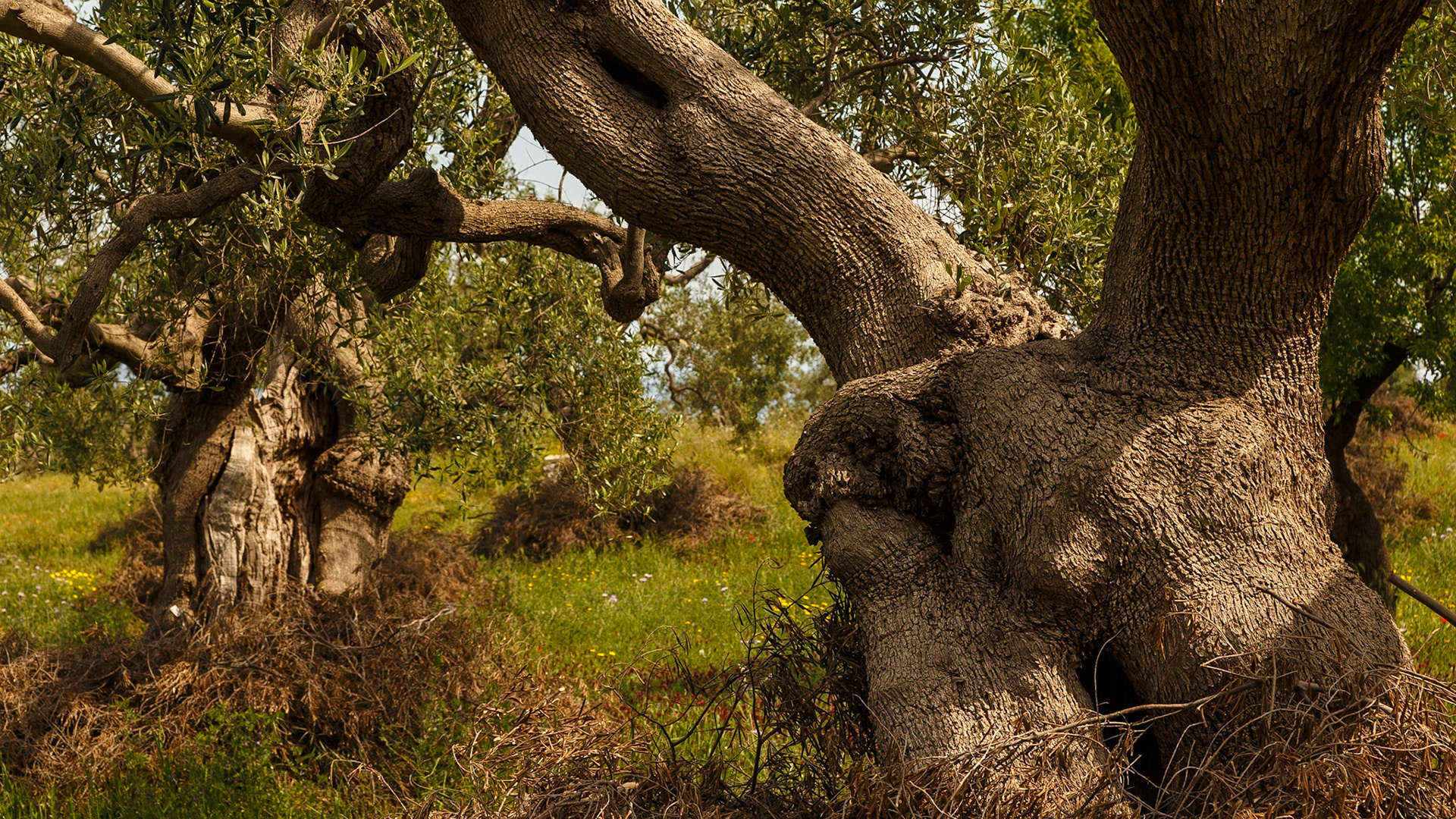 Gefunden bei Monopoli, Puglia, Italia.