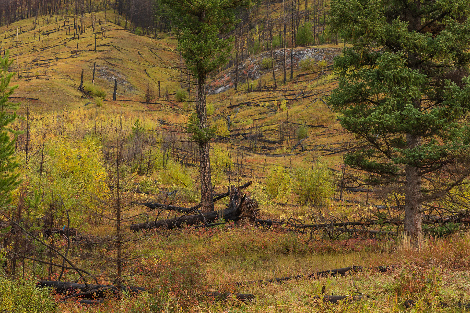 Von Banff nach Lake Louise - rechts und links des Hwy 1A