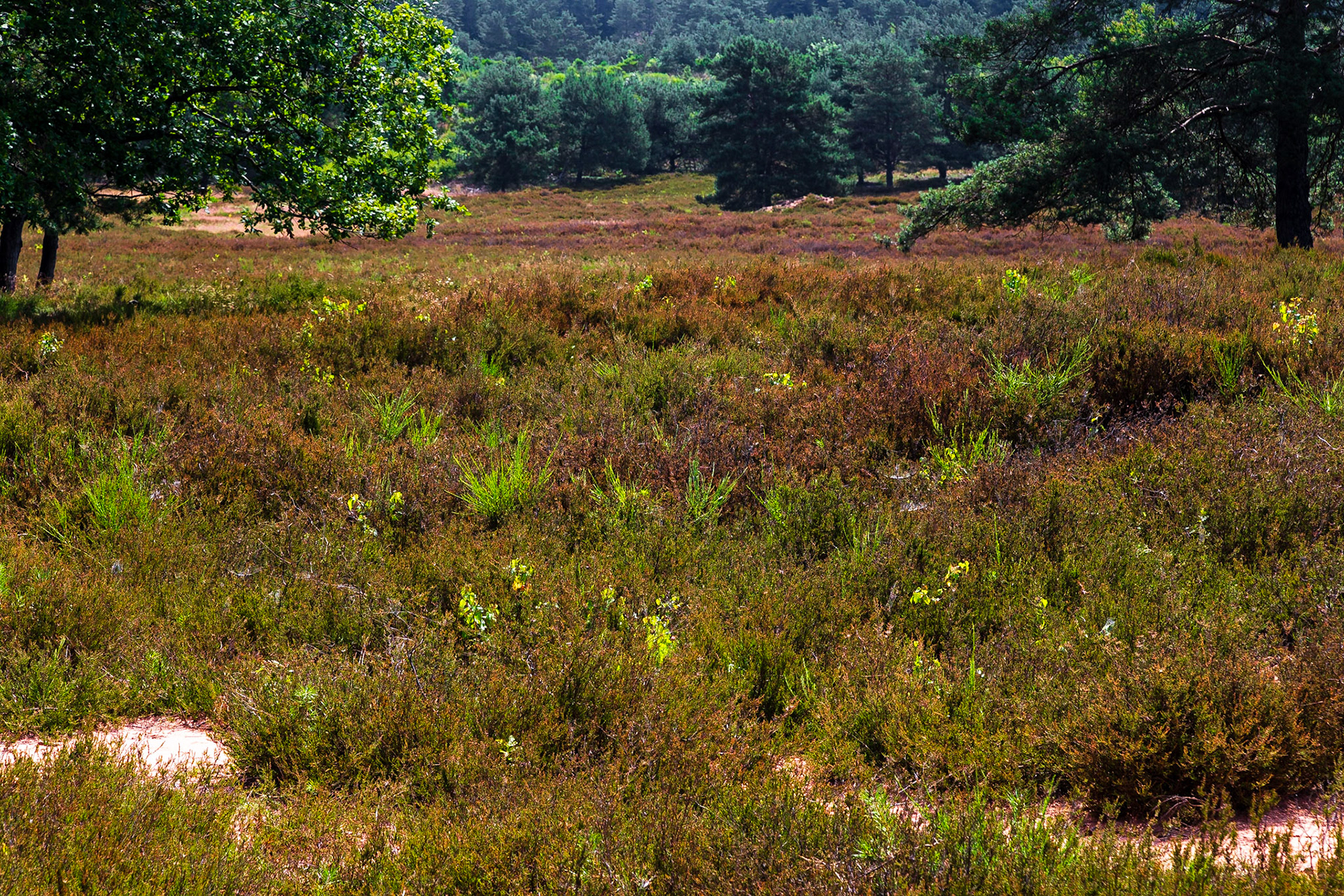 Mehlinger Heide