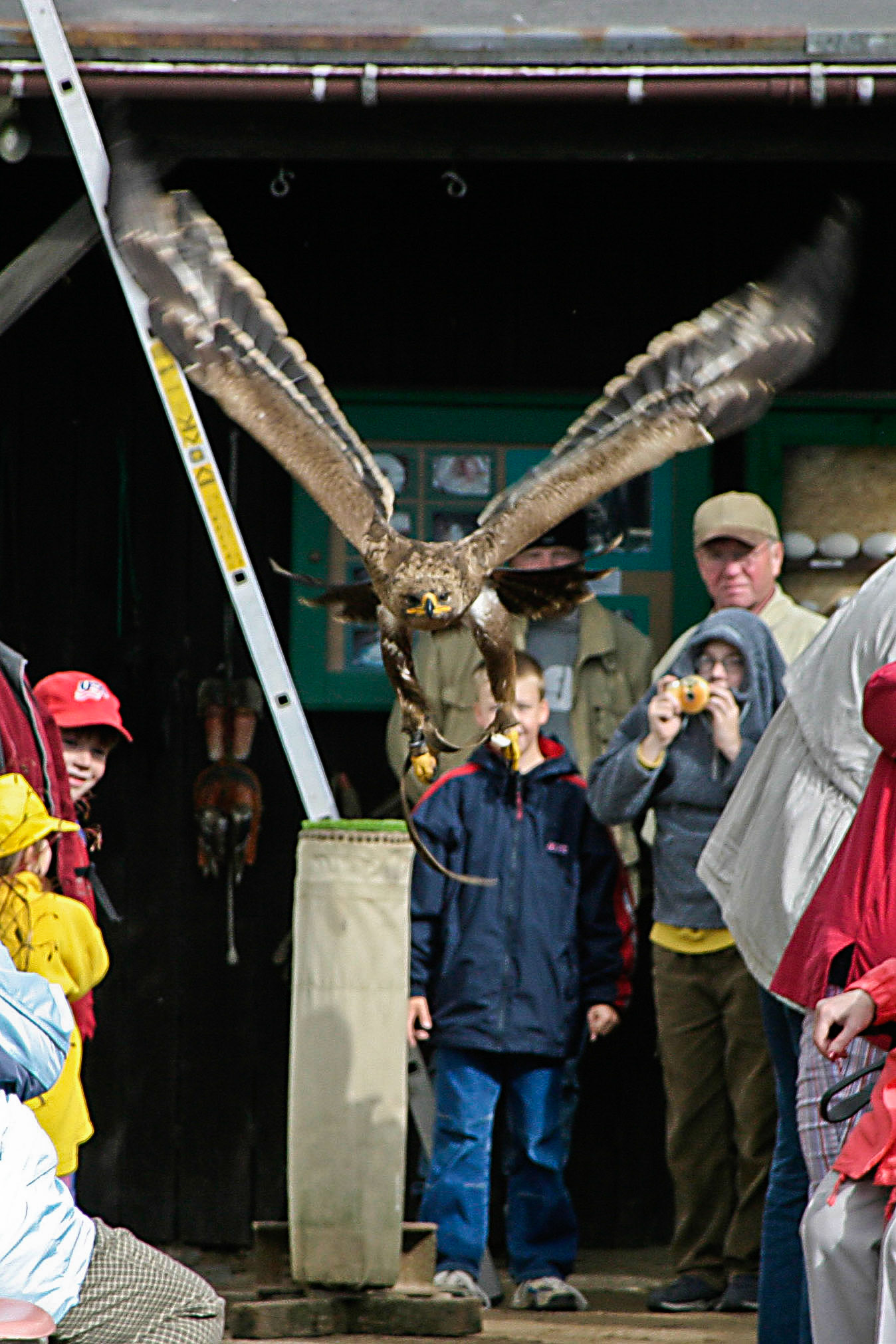 Adlerwarte auf dem Großen Feldberg im Taunus