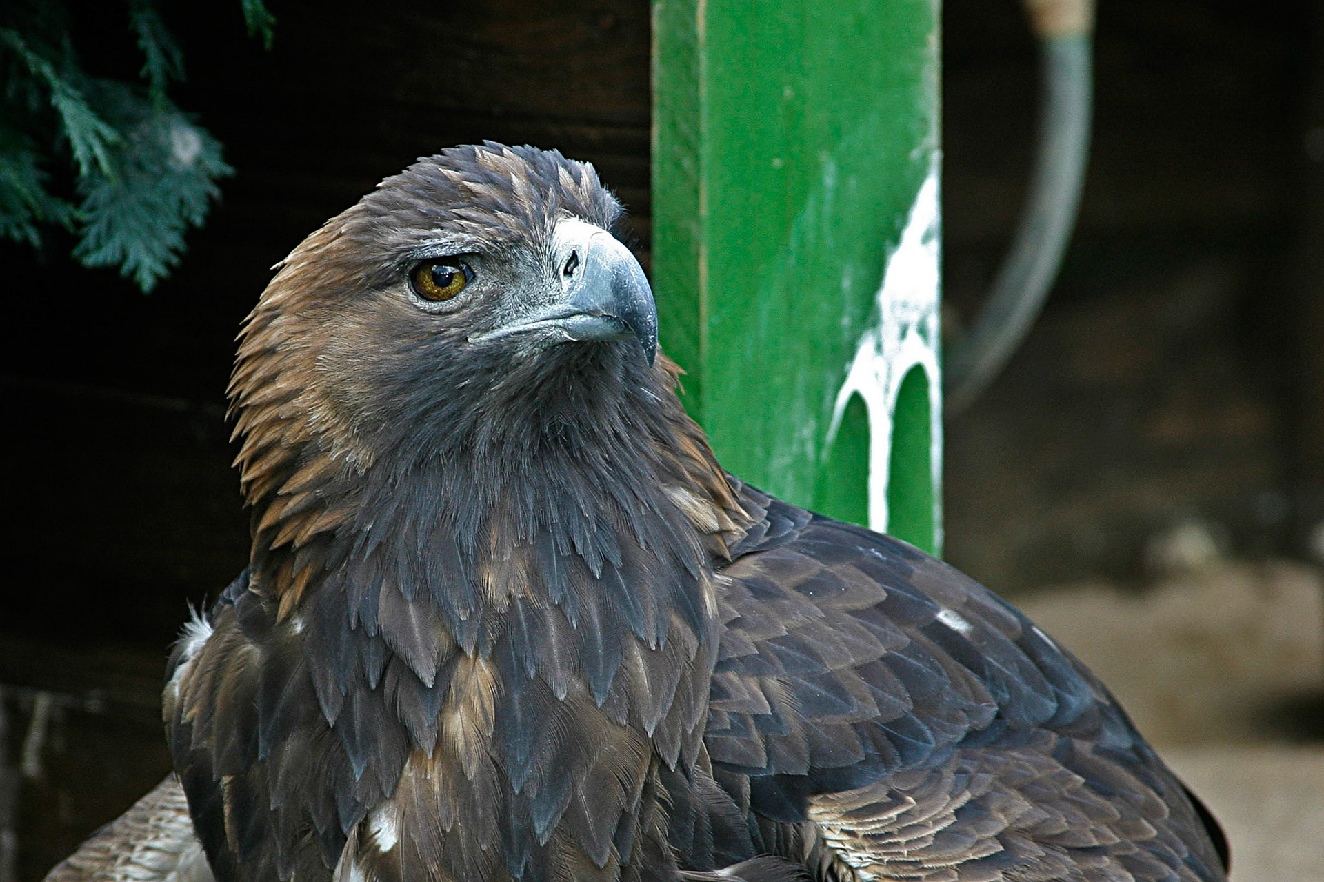 Adlerwarte auf dem Großen Feldberg im Taunus