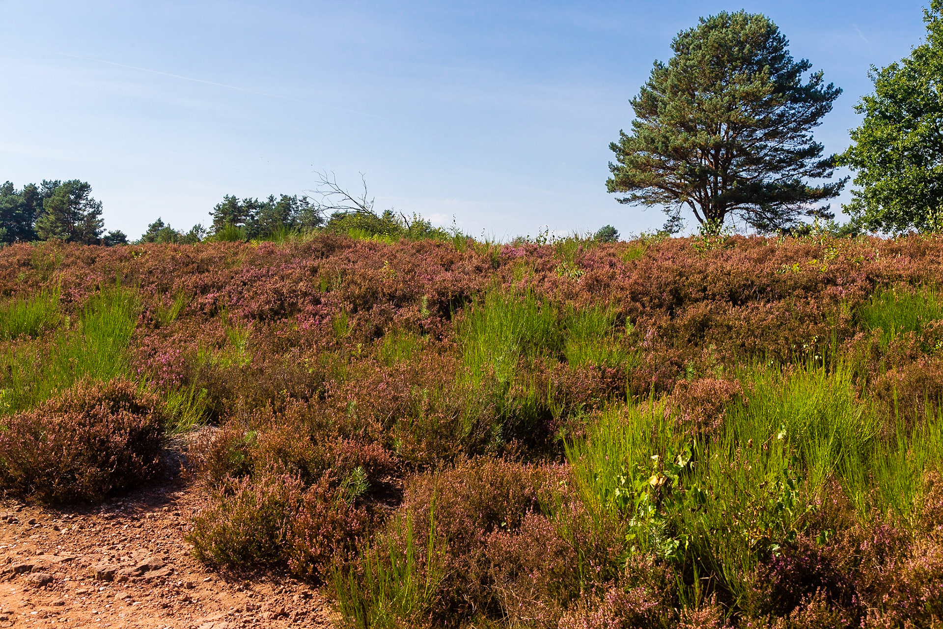 Mehlinger Heide