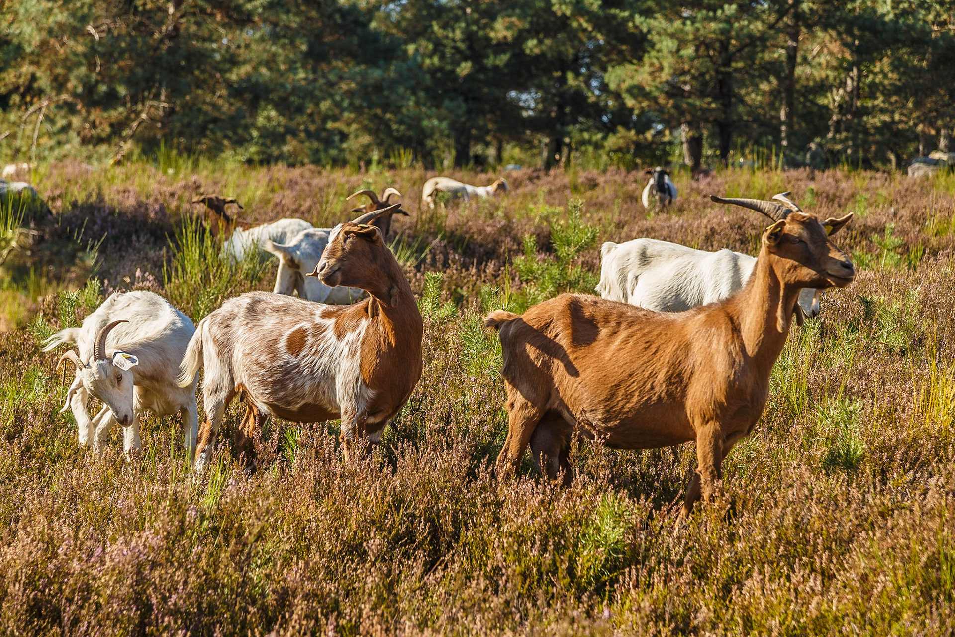 Glückliche Ziegen in der Mehlinger Heide