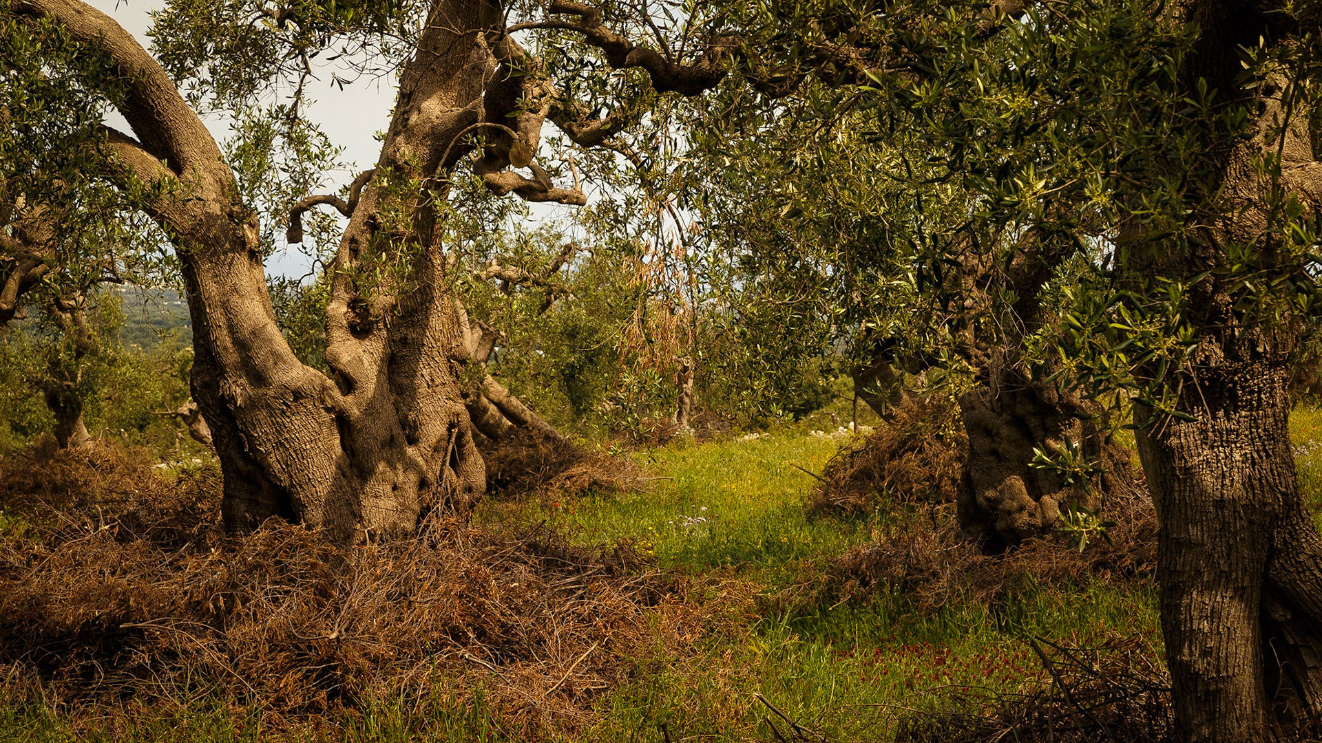 Gefunden bei Monopoli, Puglia, Italia.