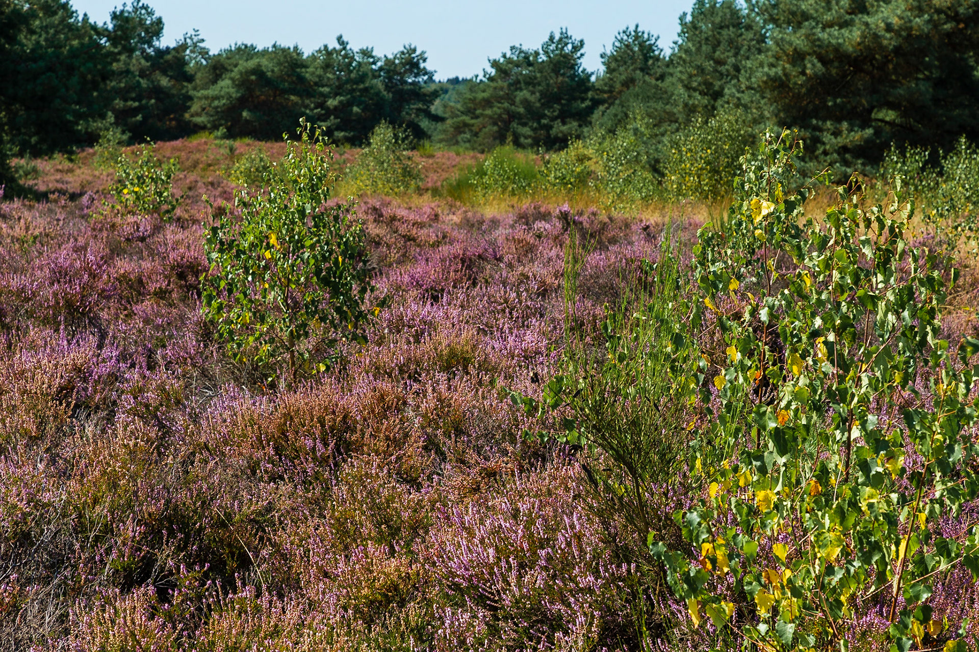 Mehlinger Heide