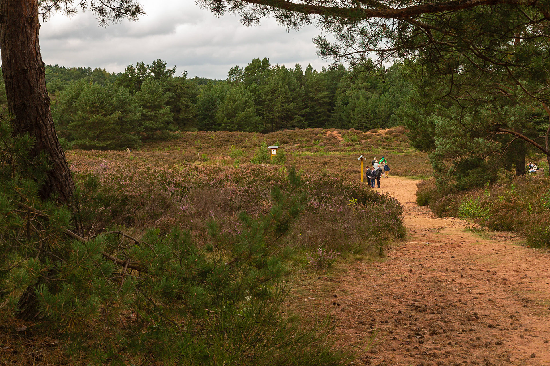 Mehlinger Heide