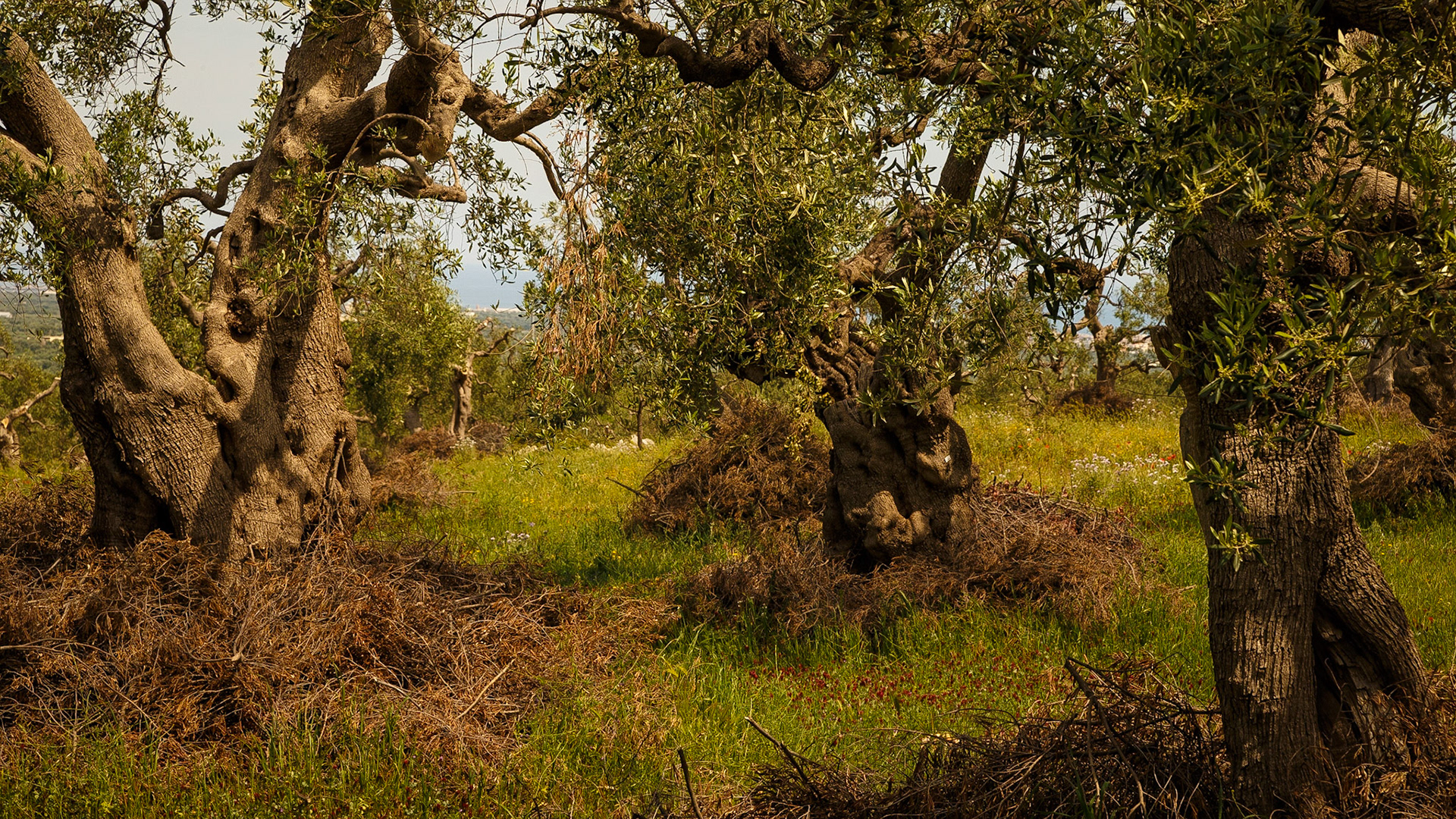 Gefunden bei Monopoli, Puglia, Italia.