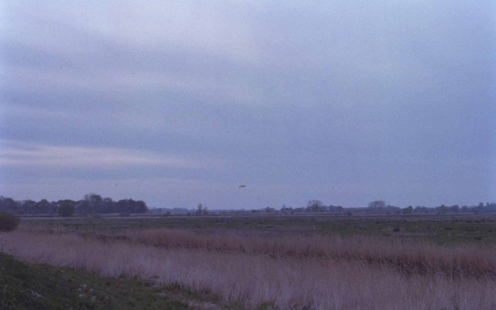 Barn owl