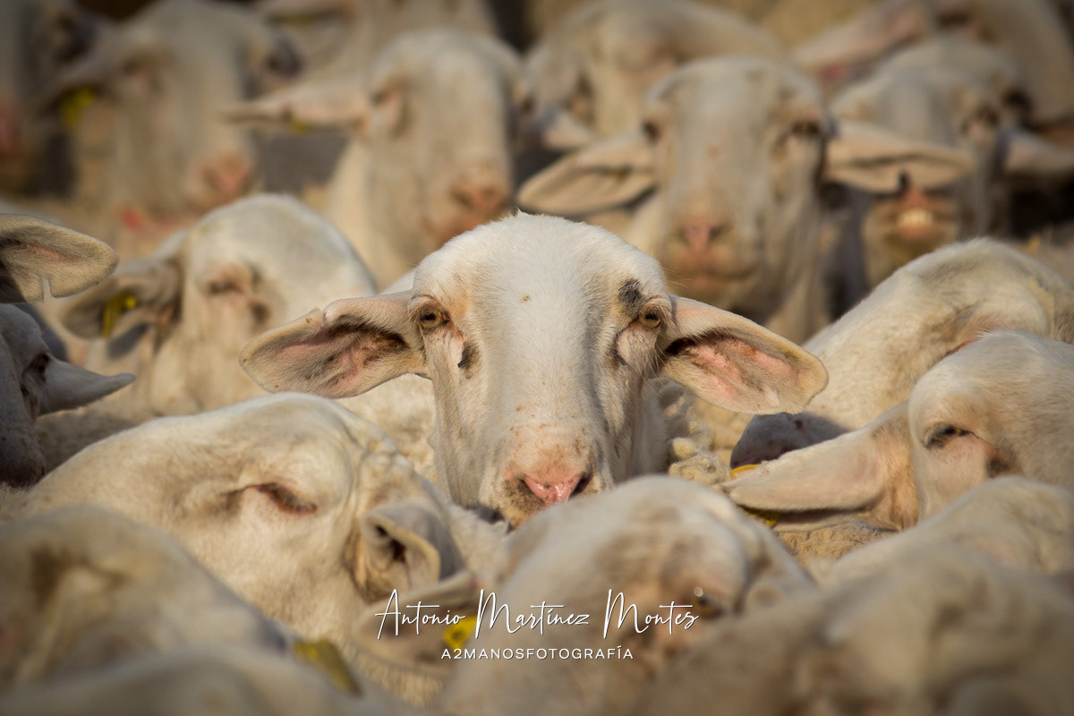 Primer Premio en el XI Concurso Fotográfico Ovino de la Raza Manchega 2018, promovido por Agrama