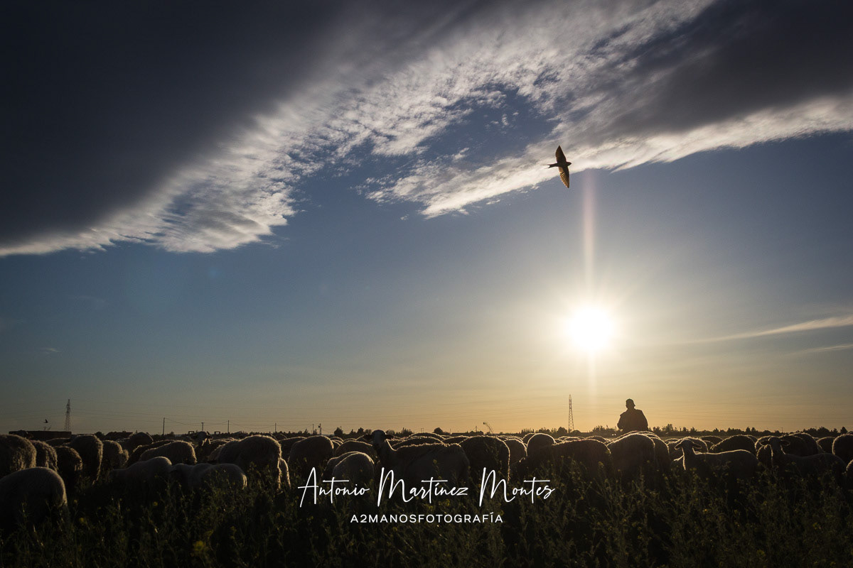 Segundo Premio en el VIII Concurso Fotográfico Ovino de la Raza Manchega 2015, promovido por Agrama