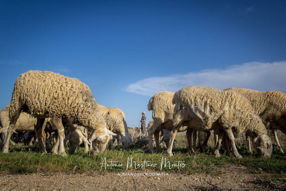 Primer Premio en el VII Concurso Fotográfico Ovino de la Raza Manchega 2014, promovido por Agrama.