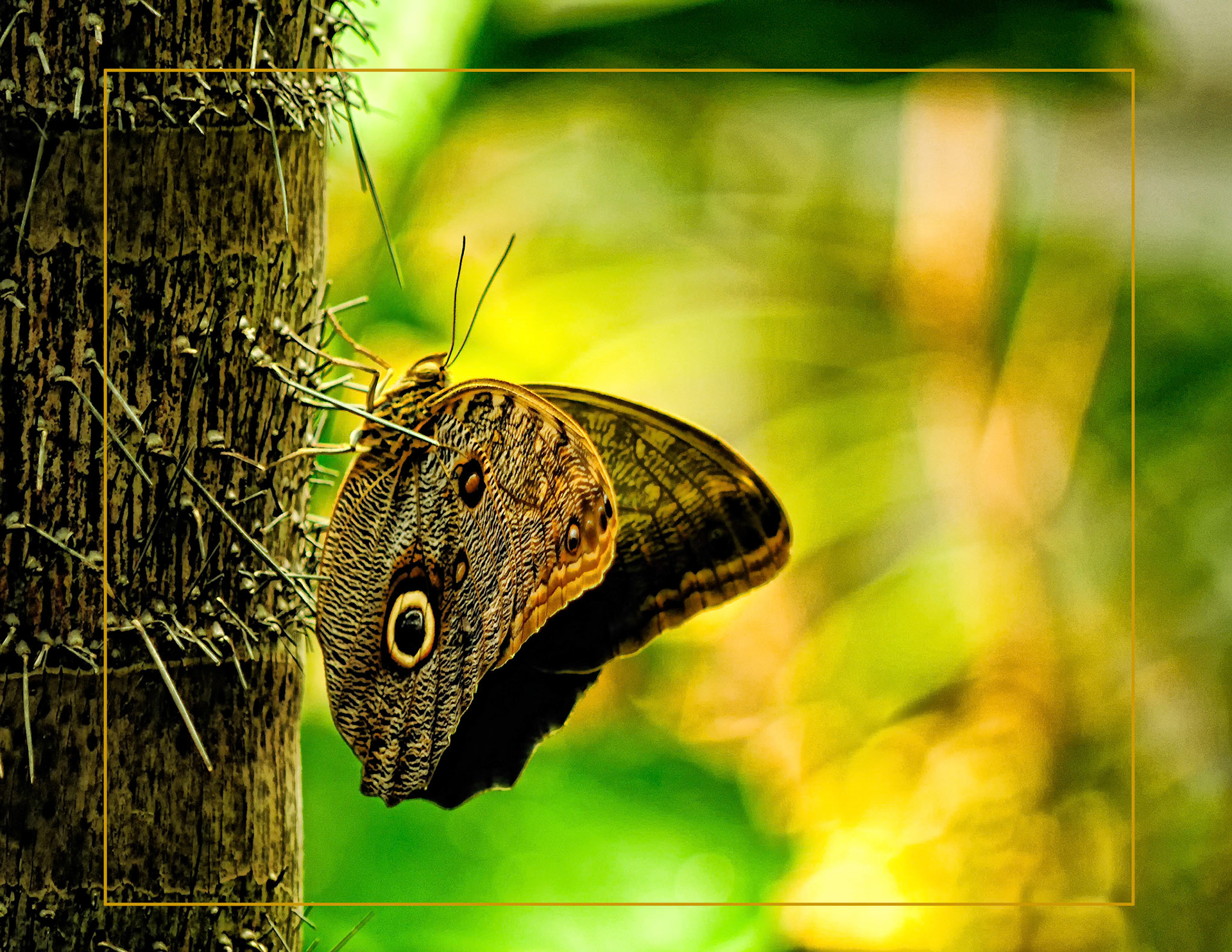 Caligo eurilochus (Owl Butterfly) at rest