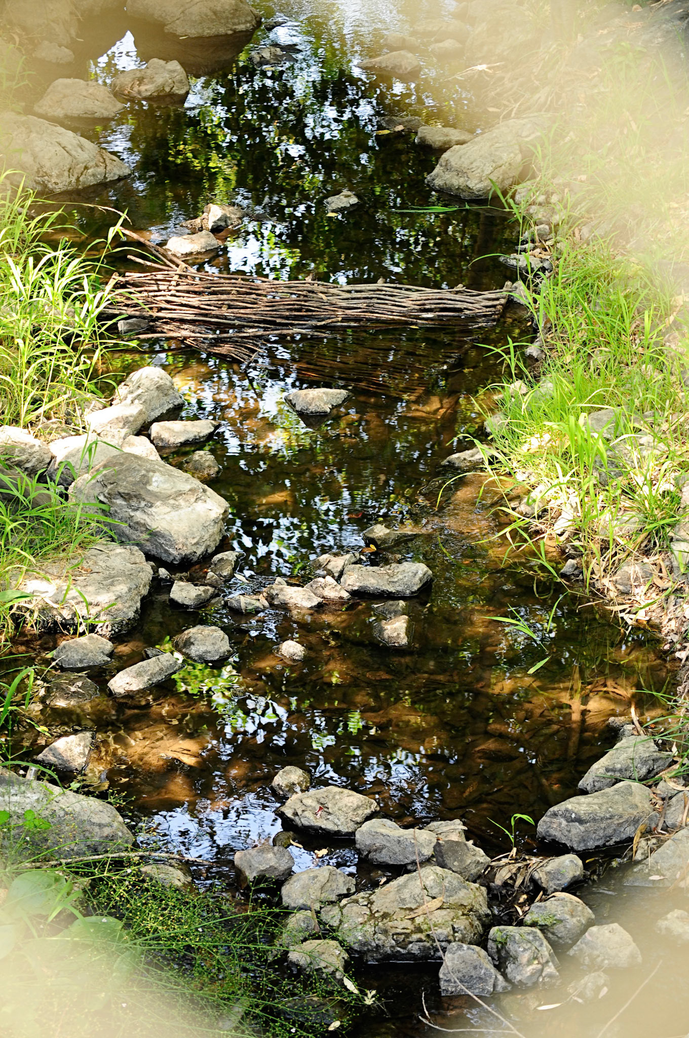 View of stream, rocks, wild grasses and a beaver dam, in filtered sunlight