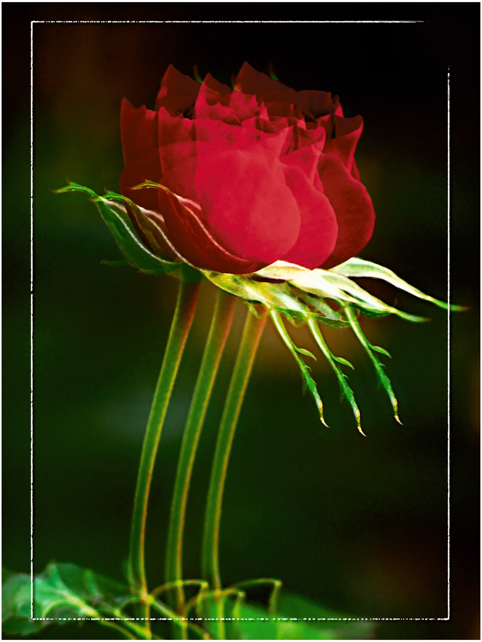 Multiple exposure of a single red rose.