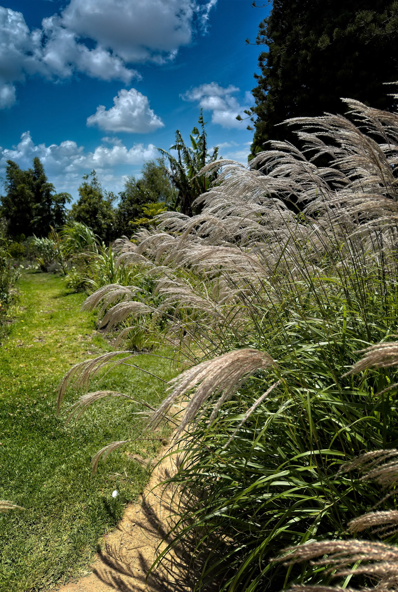Beautiful plants (weeds?) blowing in the wind, in Melbourne, Australia