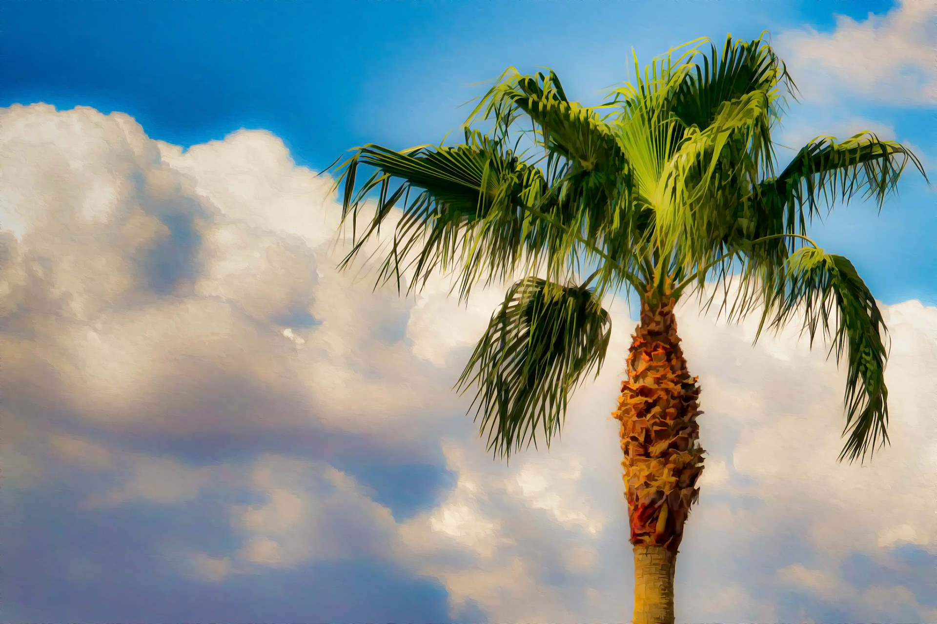 A palm tree blowing in the wind in Arizona, USA