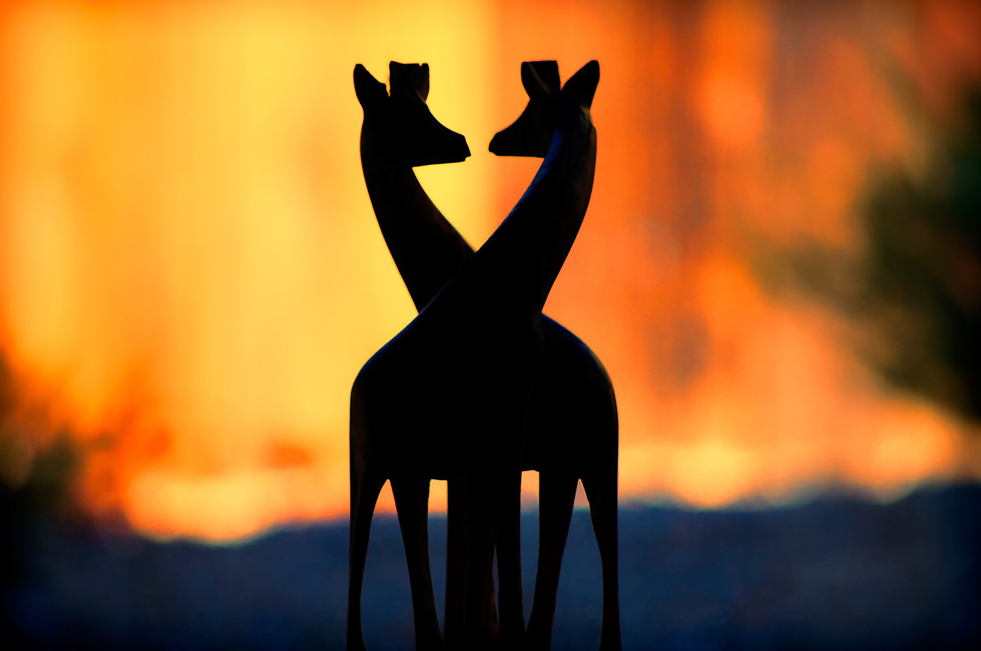 Silhouette of Two Giraffe's in love