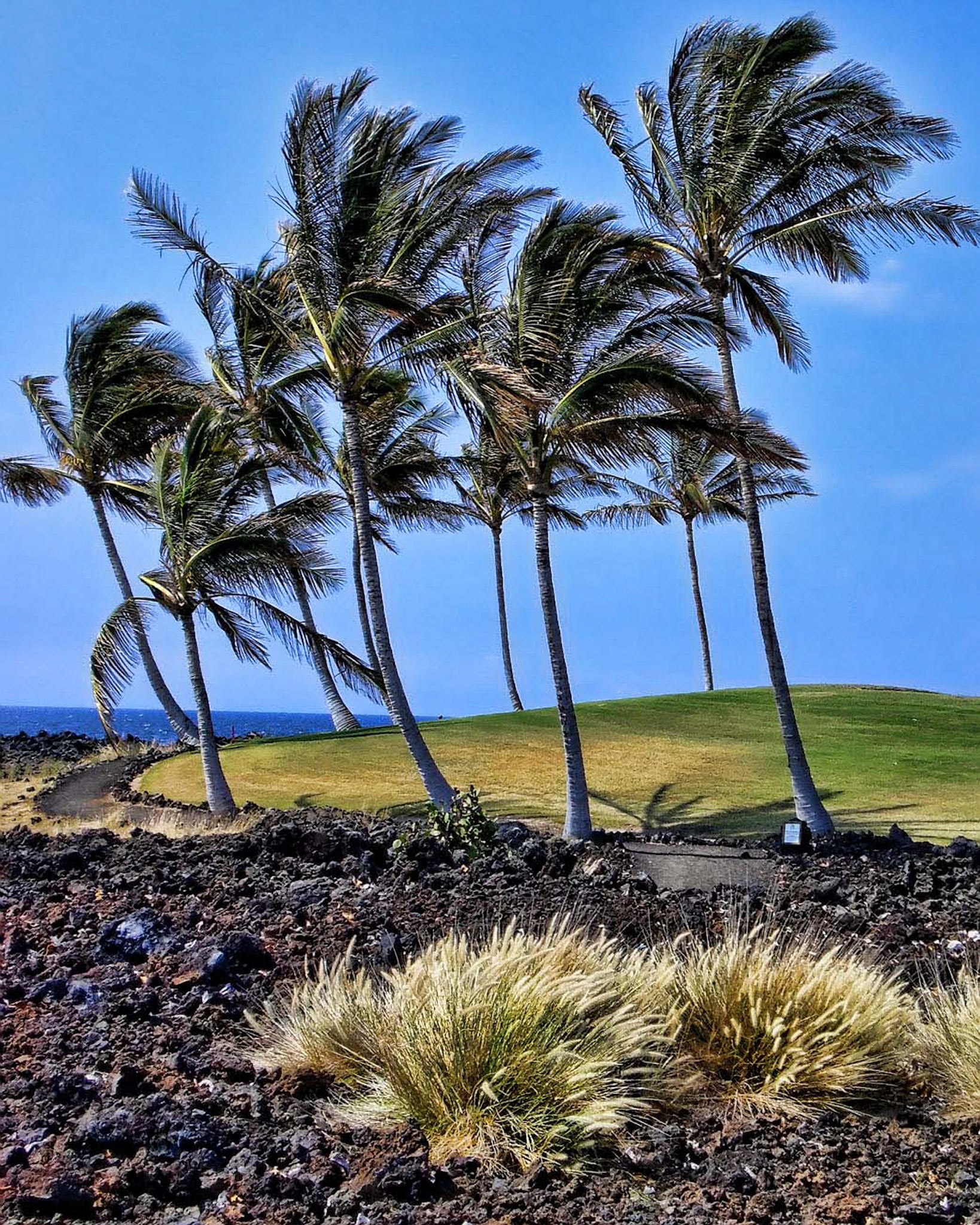 Iridescent view of windswept Palm trees, water, and very blue sky, on Maui