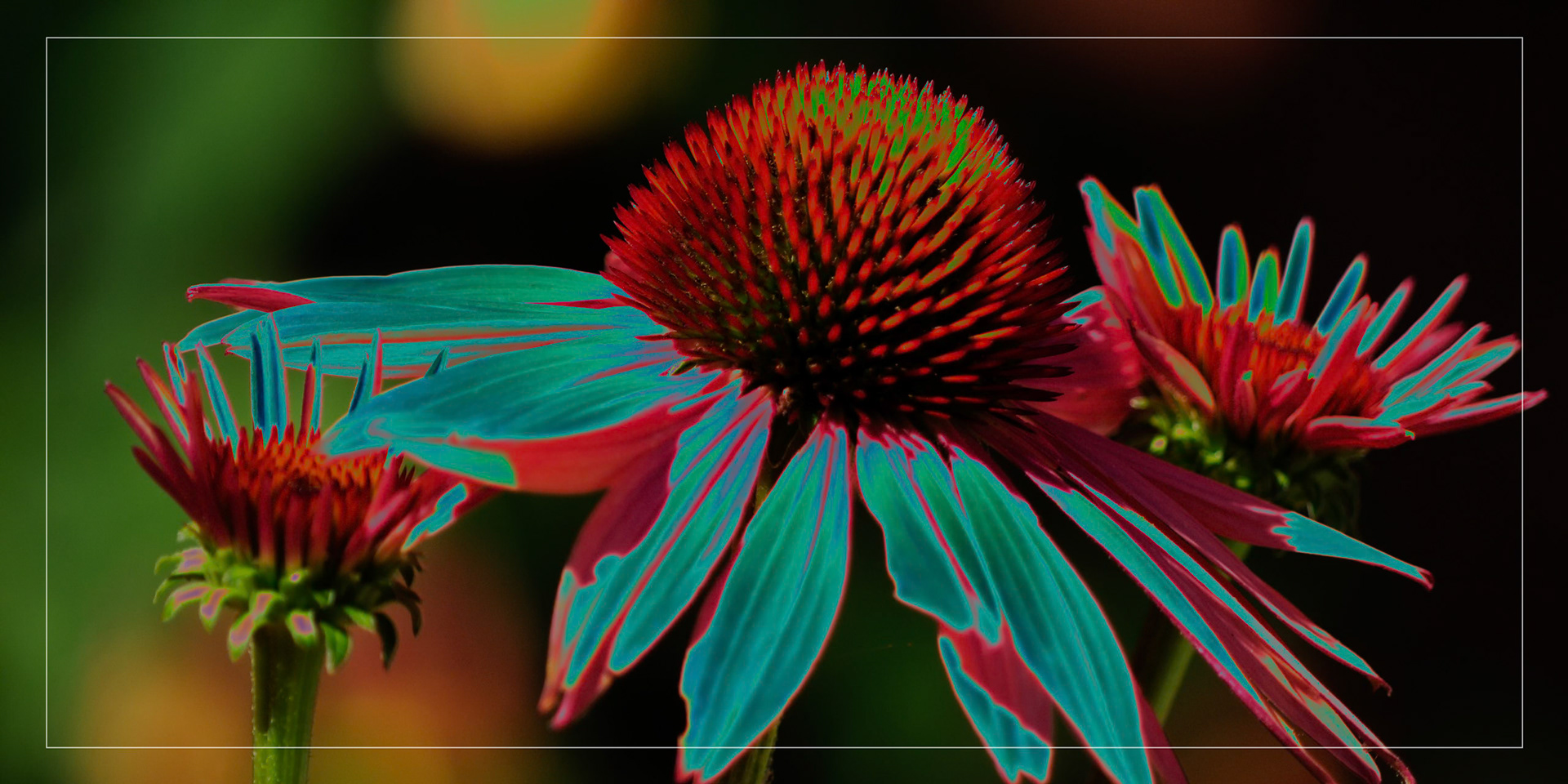 A photograph of a Purple Coneflower transformed into beautiful art.