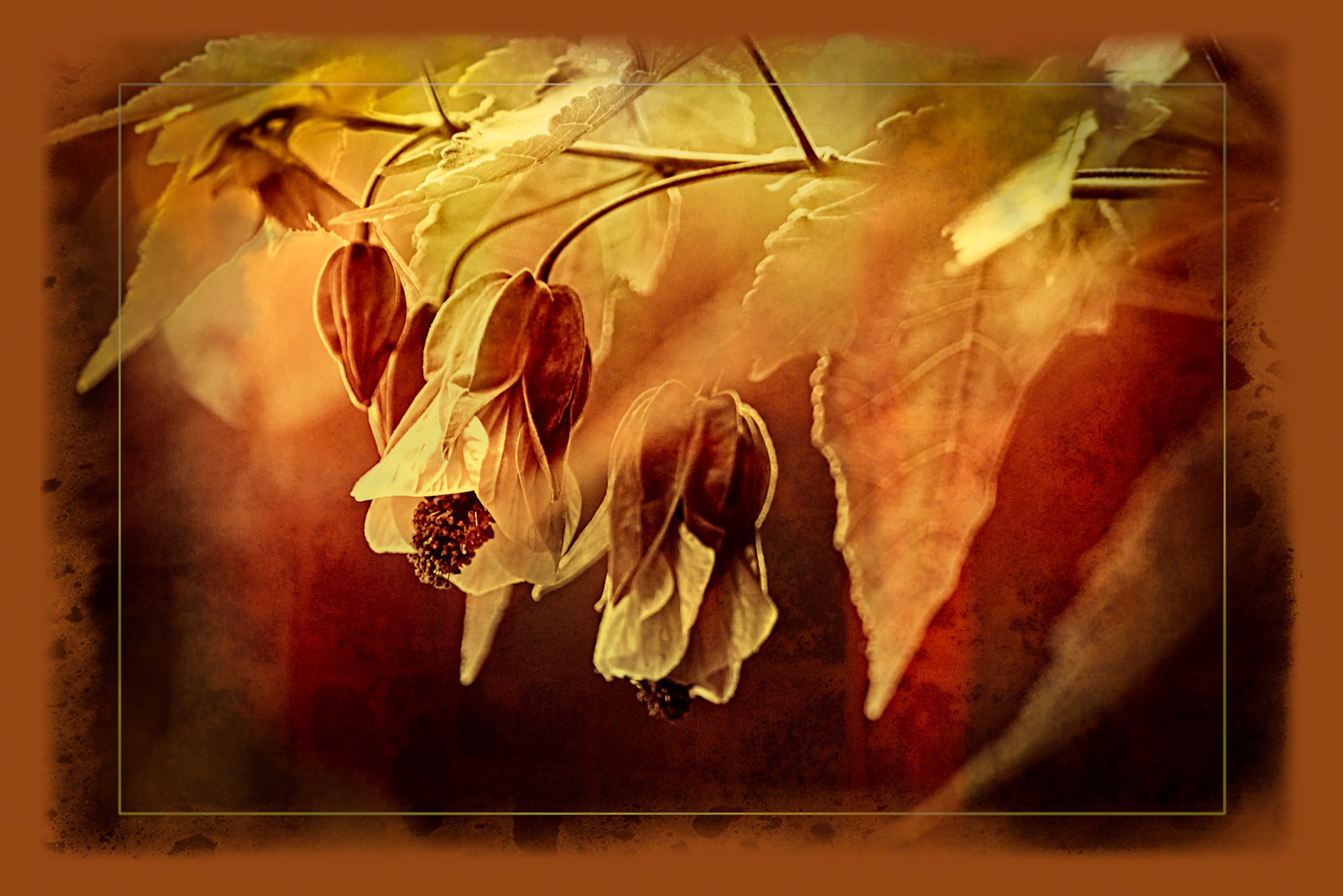 Beautiful dark pink-red and yellow Abutilon flowers, with brown center bud