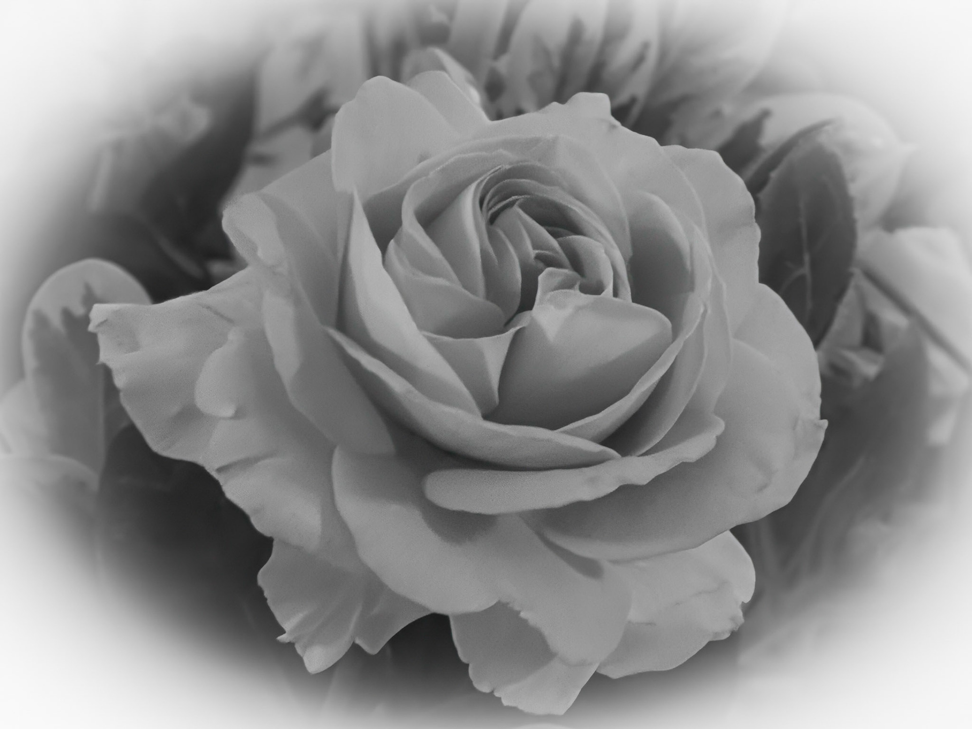 A beautiful white rose. Original photo from Filoli Gardens, California, USA, then transformed into this dreamy beauty.