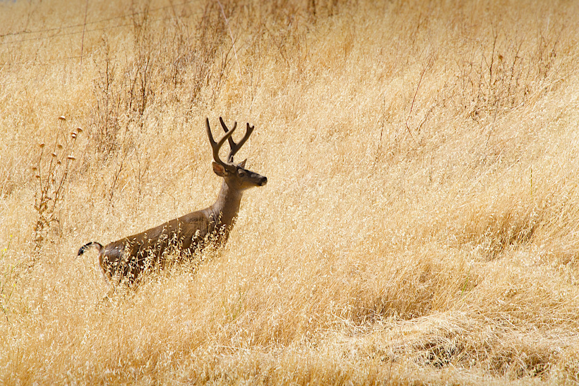 A beautiful and large buck deer passing through our backyard in the summer