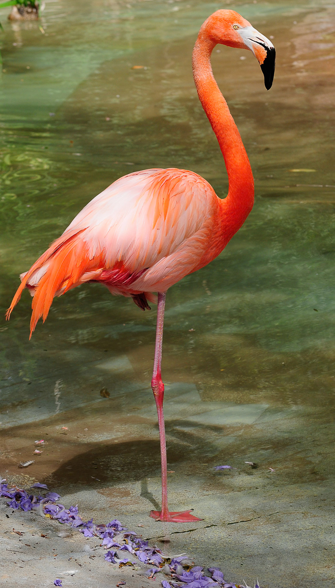 A Flamingo standing on one leg