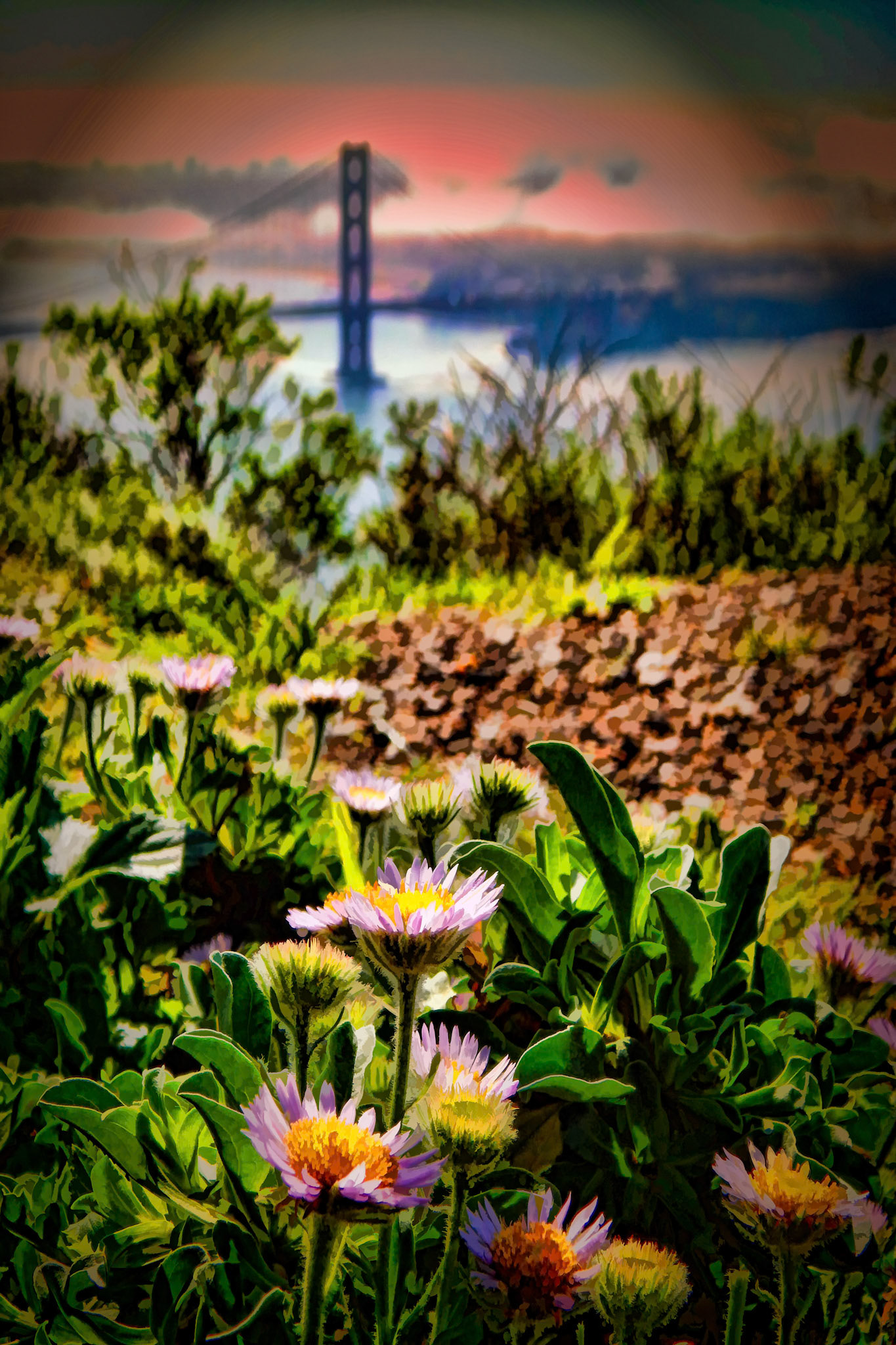 Overlooking the Golden Gate Bridge, San Francisco, CA, USA