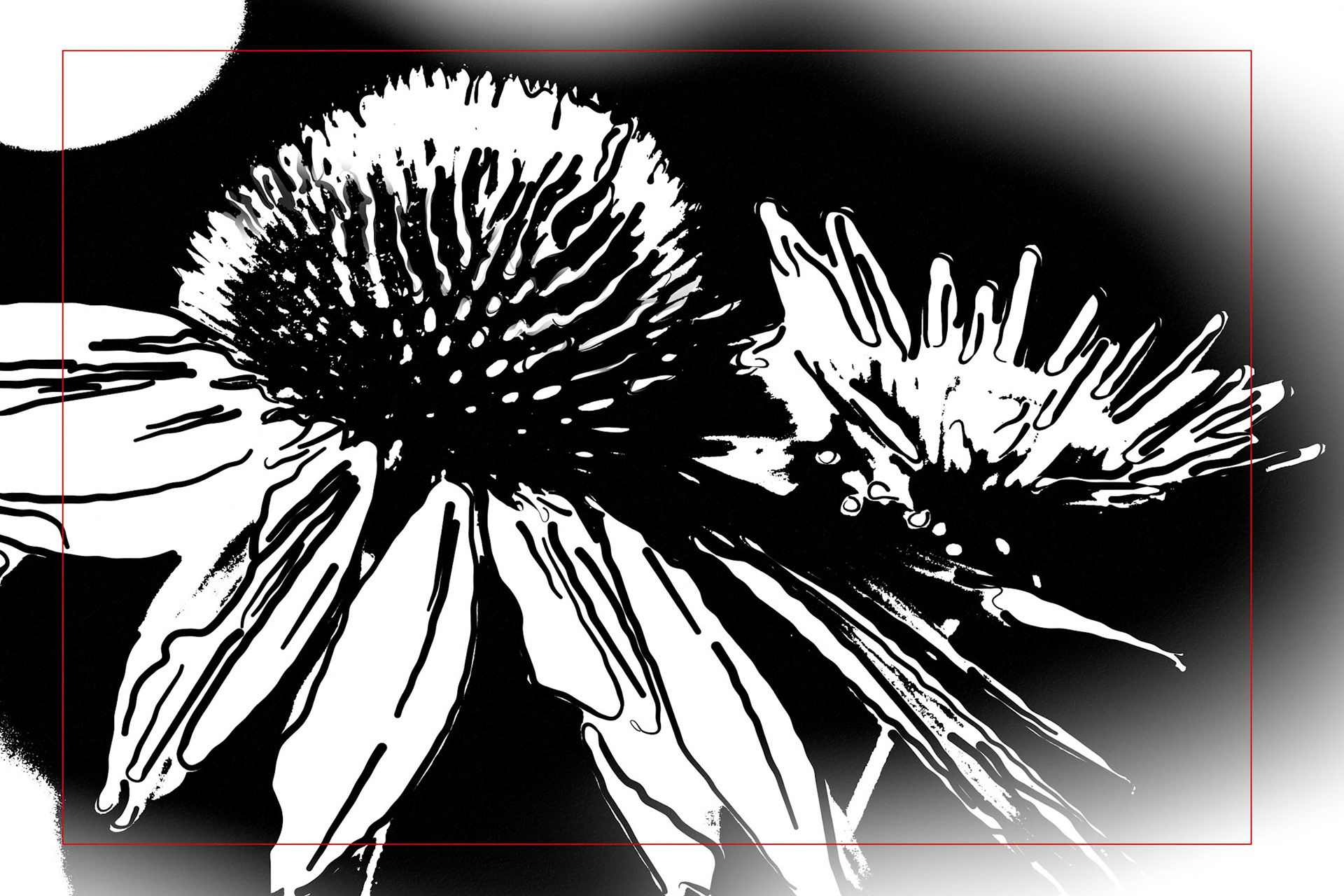 A photograph of a Purple Coneflower transformed into beautiful art.