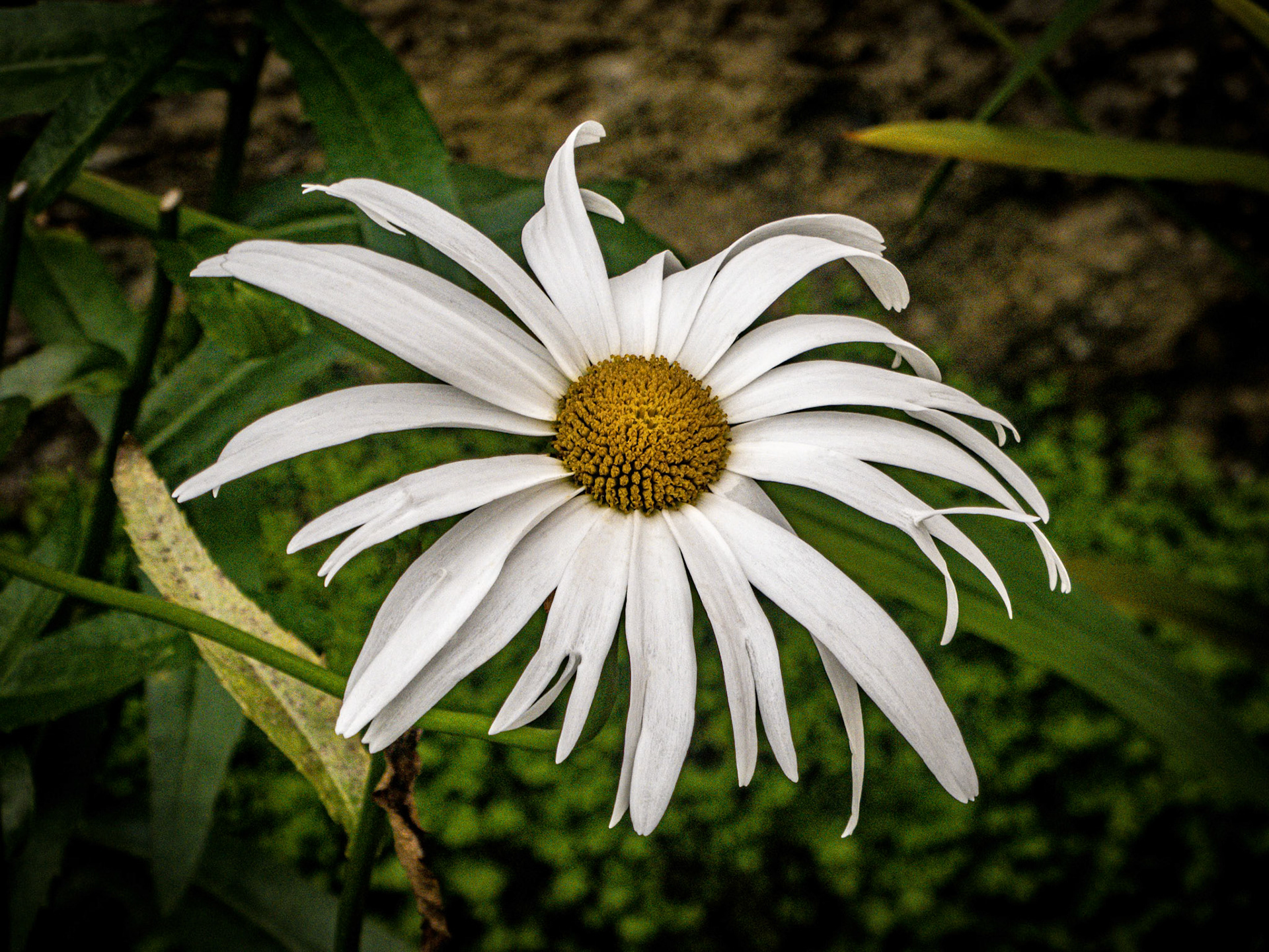 IRELAND . UNFINISHED WORK IN PROGRESS