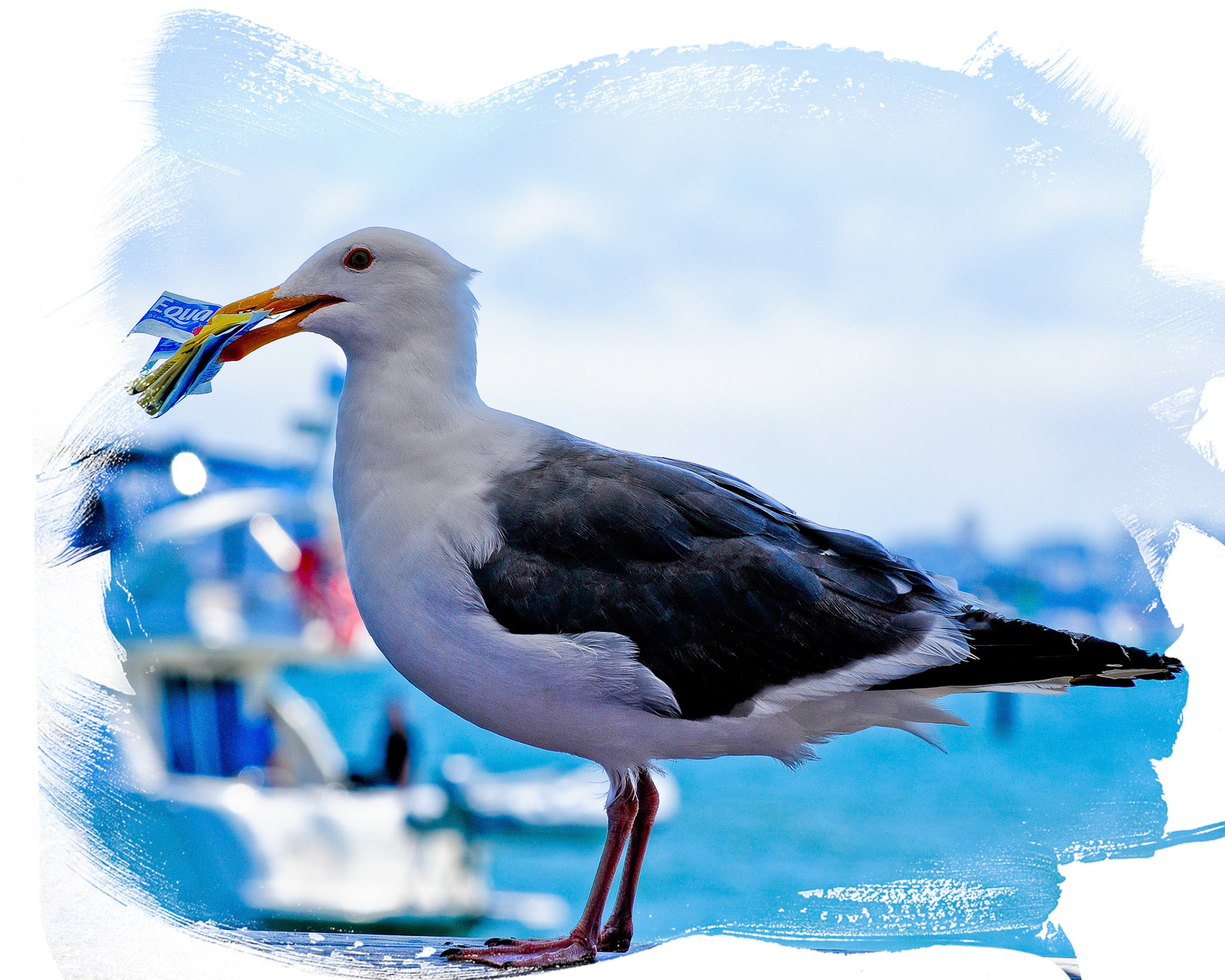 A hungry seagull takes sugar packets from tables at outdoor restaurant. This really happened! Then he/she flew away with the packets. This is an actual image - not a composite. And not AI.