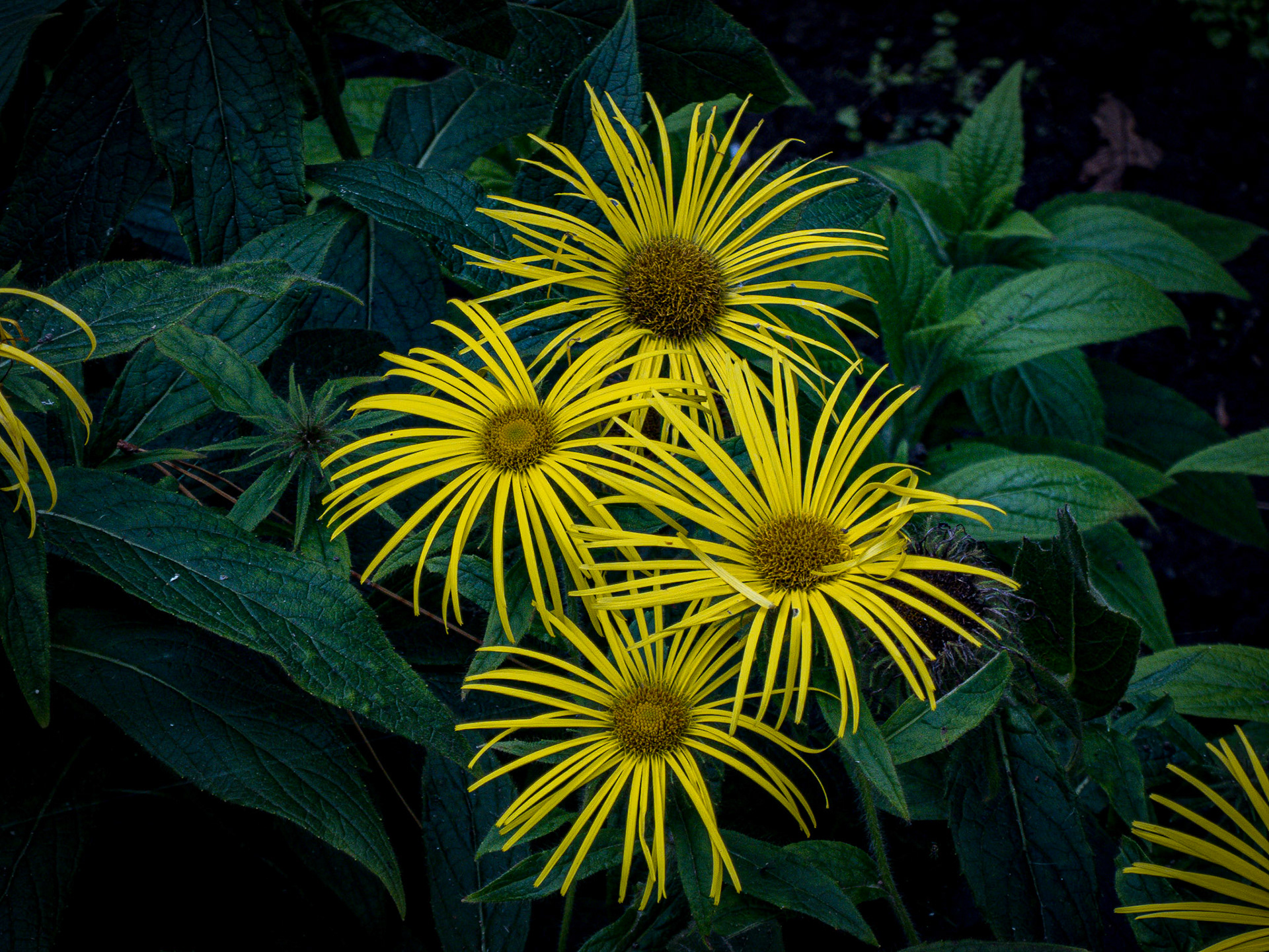 IRELAND . UNFINISHED WORK IN PROGRESS