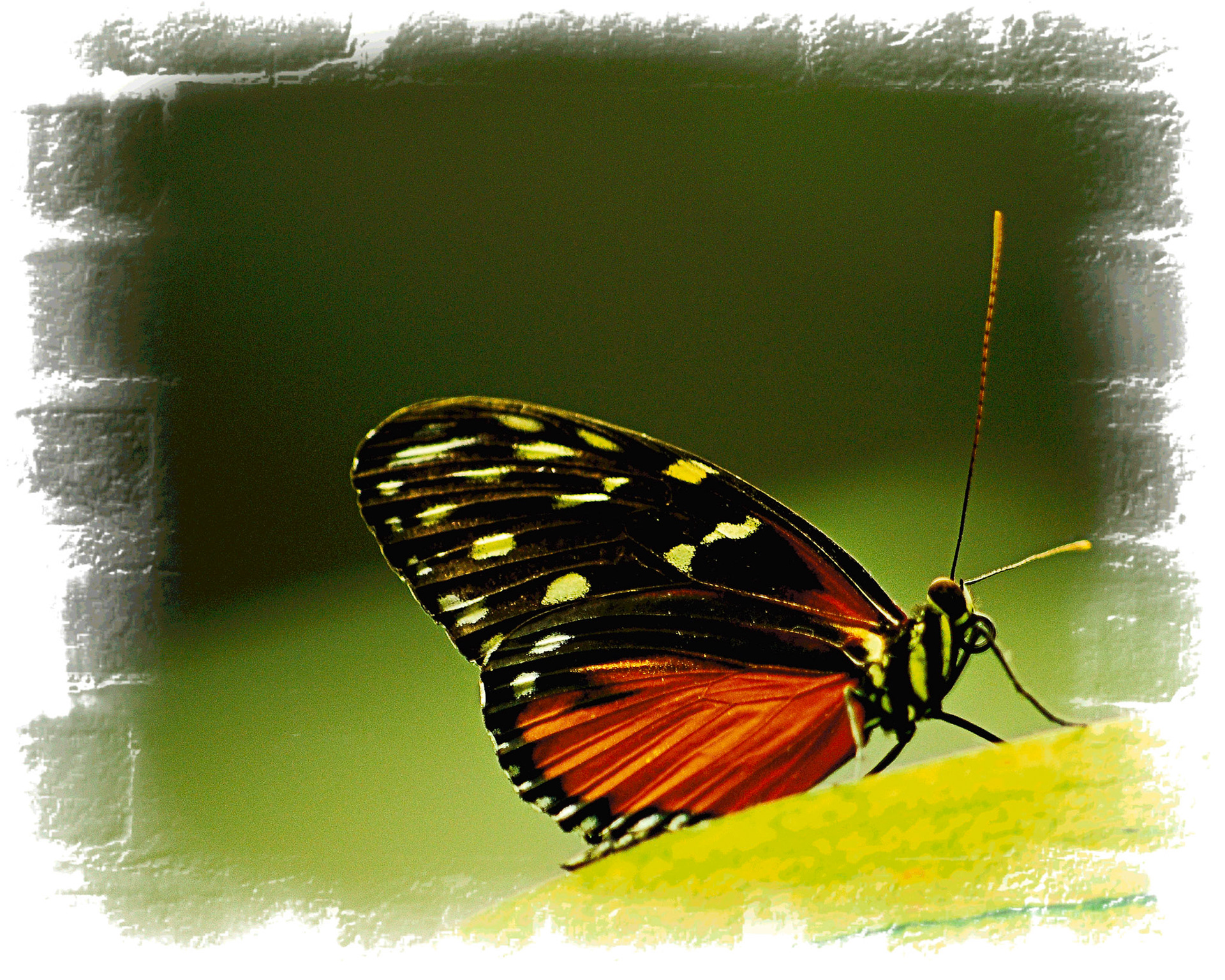He/she looks like it's checking out the photographer (me).