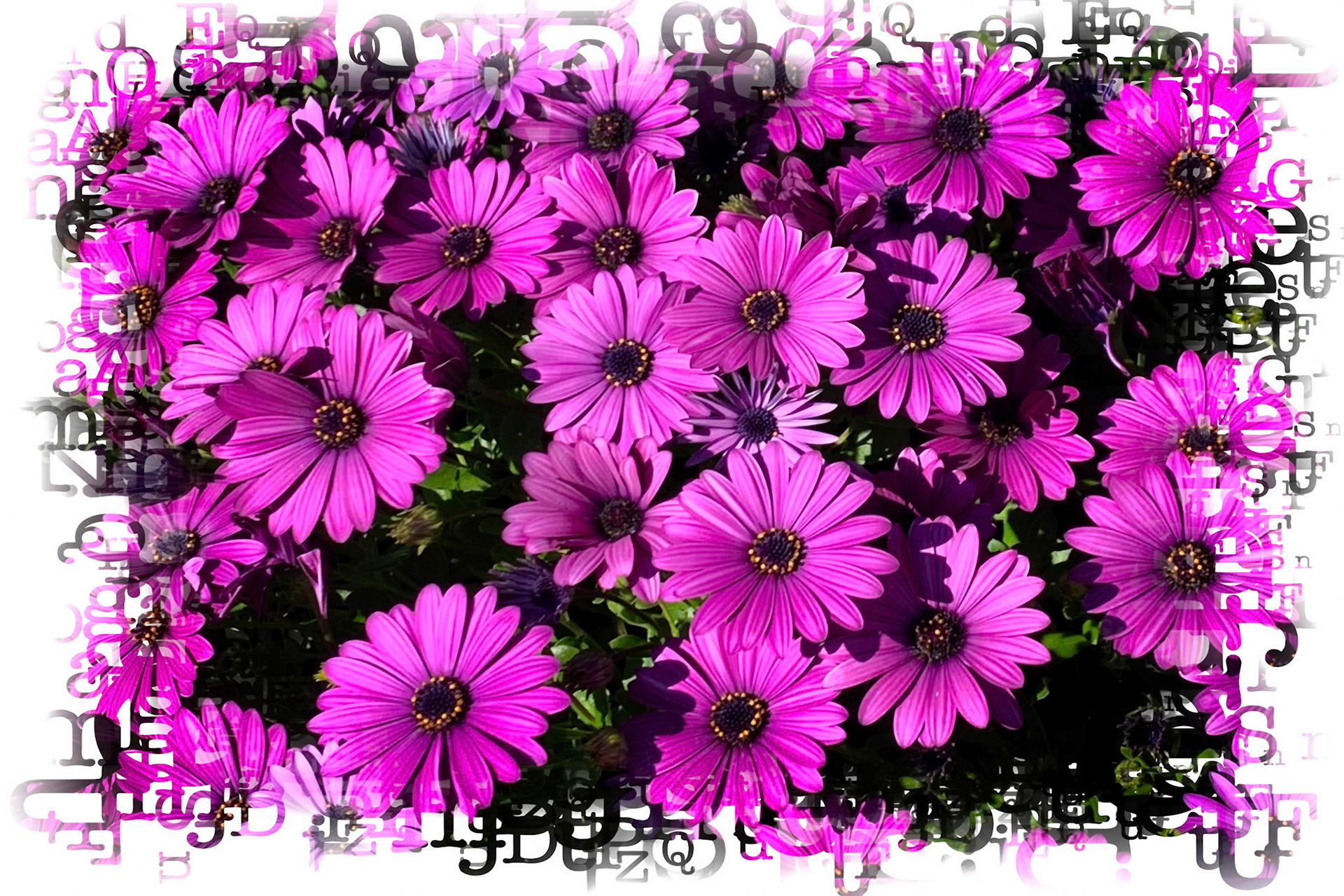 Gorgeous field of purple daisies, fully open and loving the sunshine.