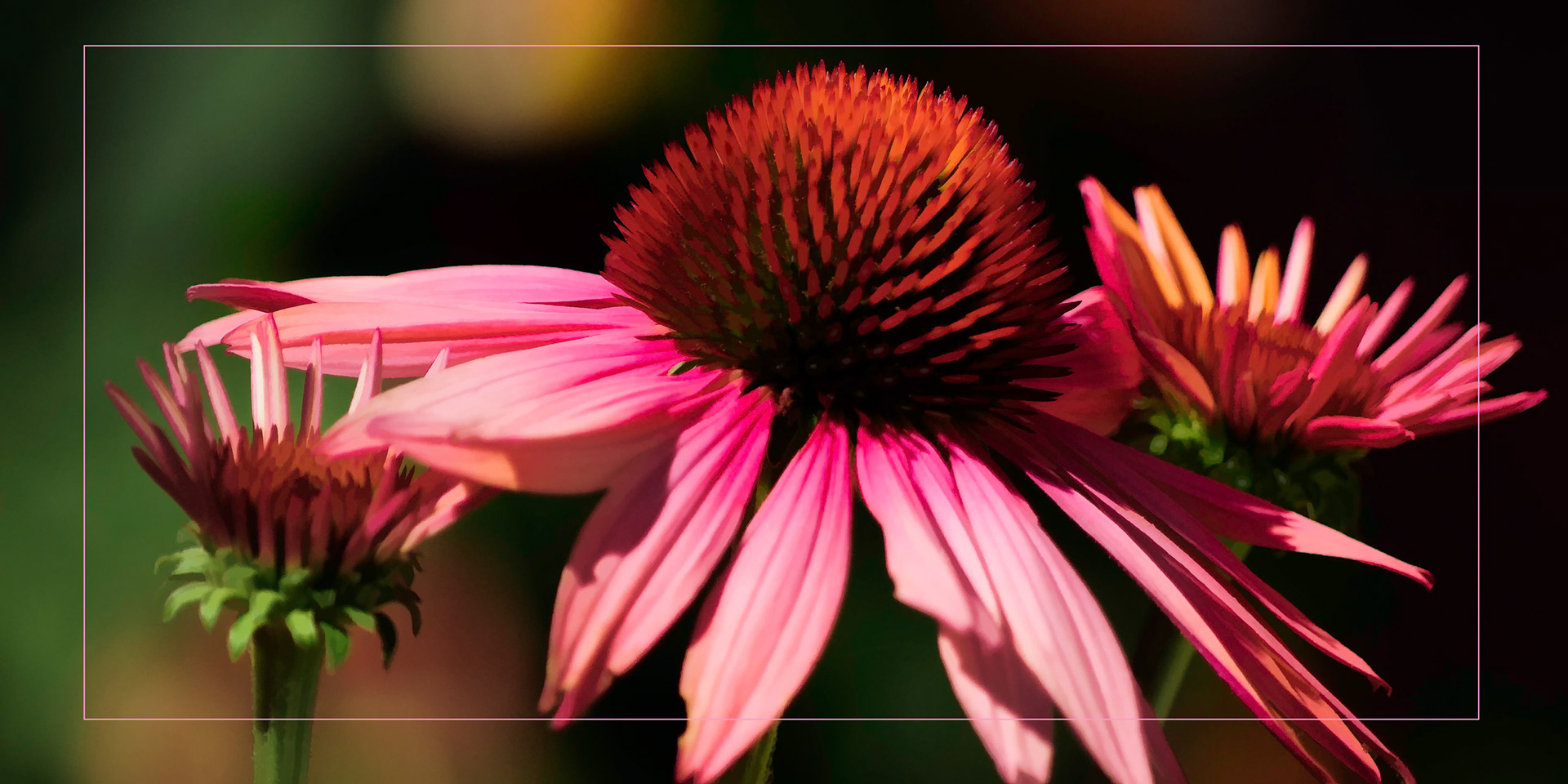 A photograph of a Purple Coneflower transformed into beautiful art.