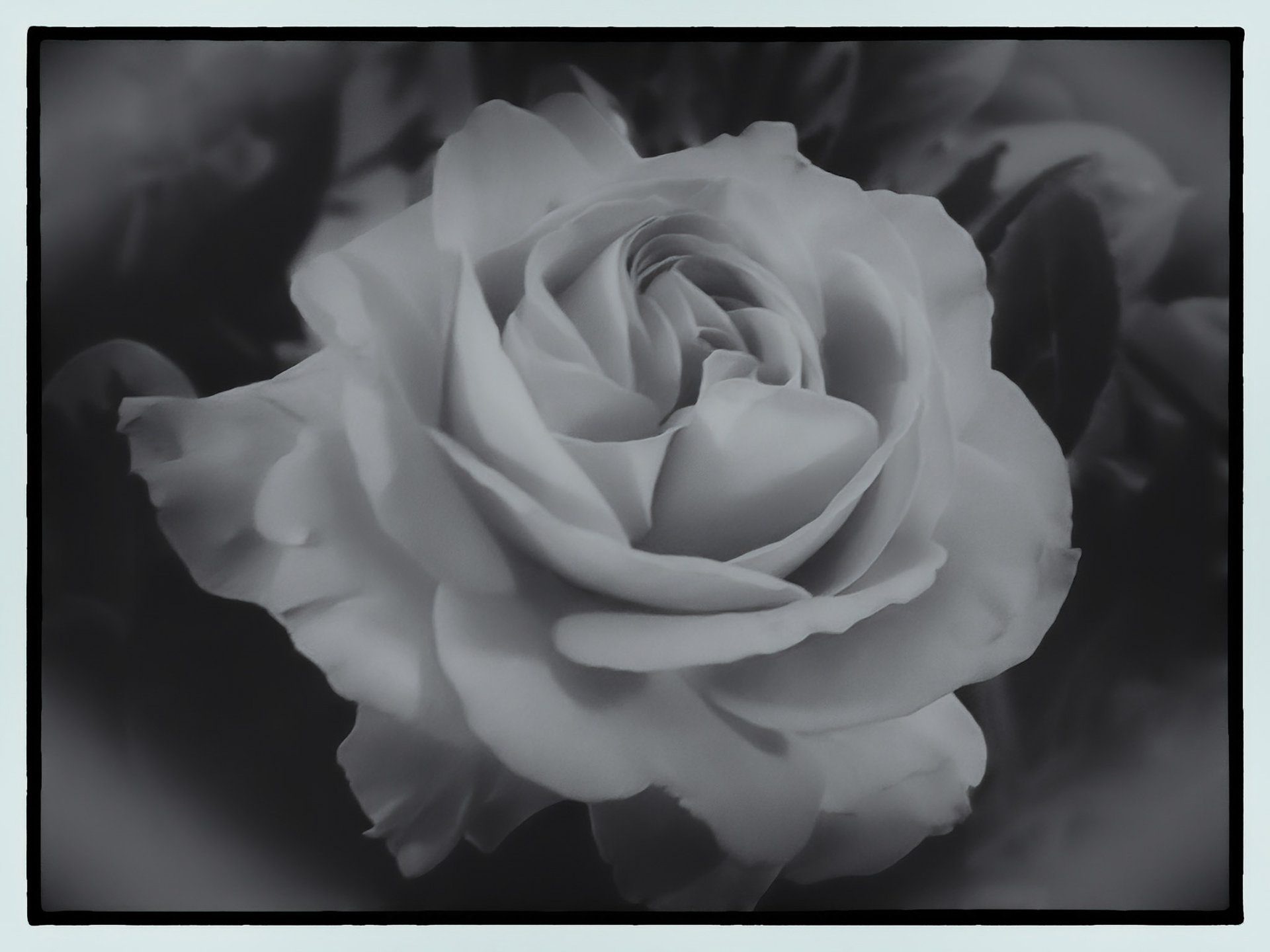 A beautiful white rose. Original photo from Filoli Gardens, California, USA, then transformed into this dreamy beauty.