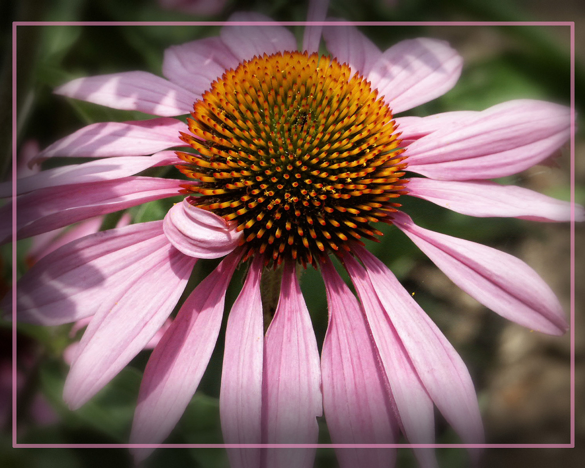 Purple Coneflower in Sunlight