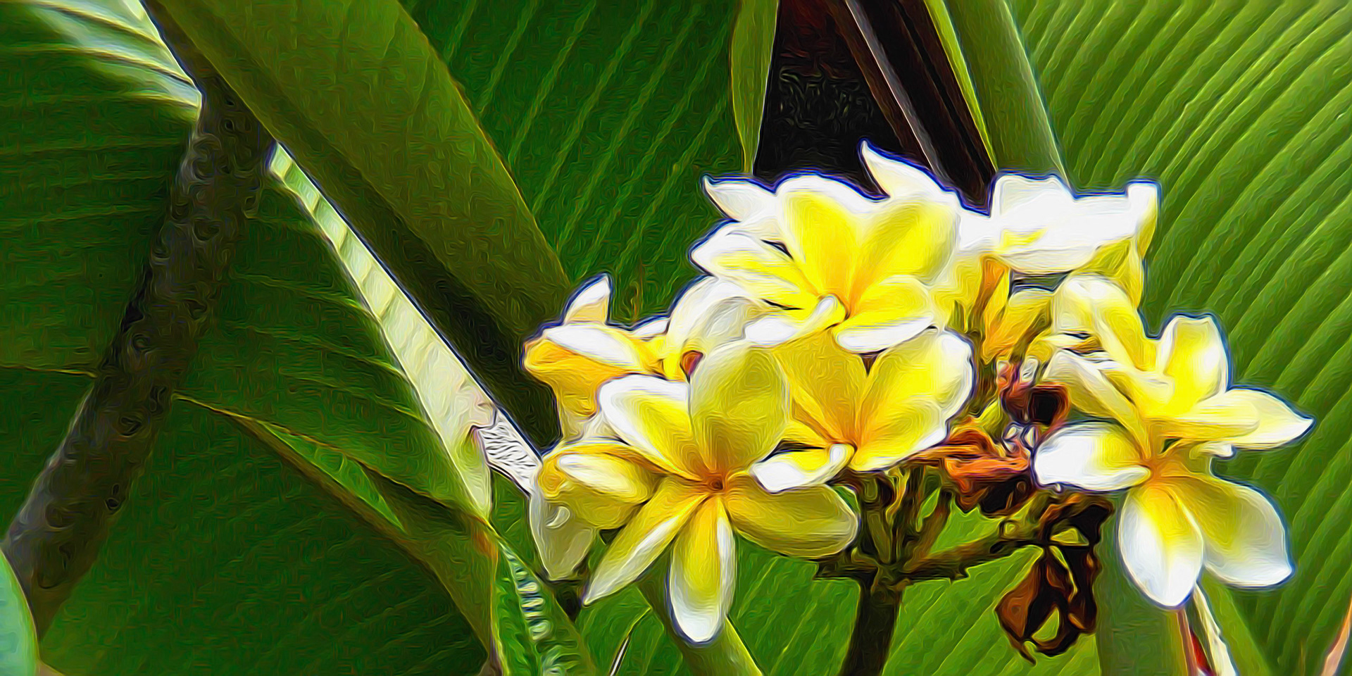 Plumeria Plant with Flowers, Kona, Hawaii