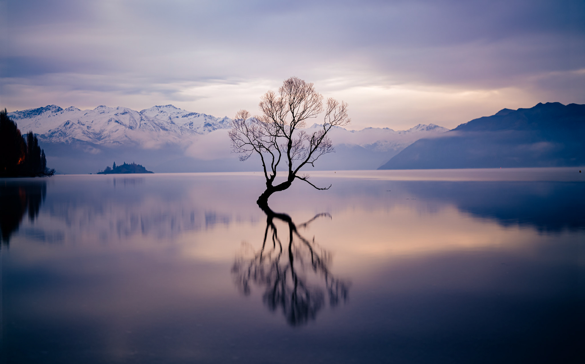 Wanaka Tree