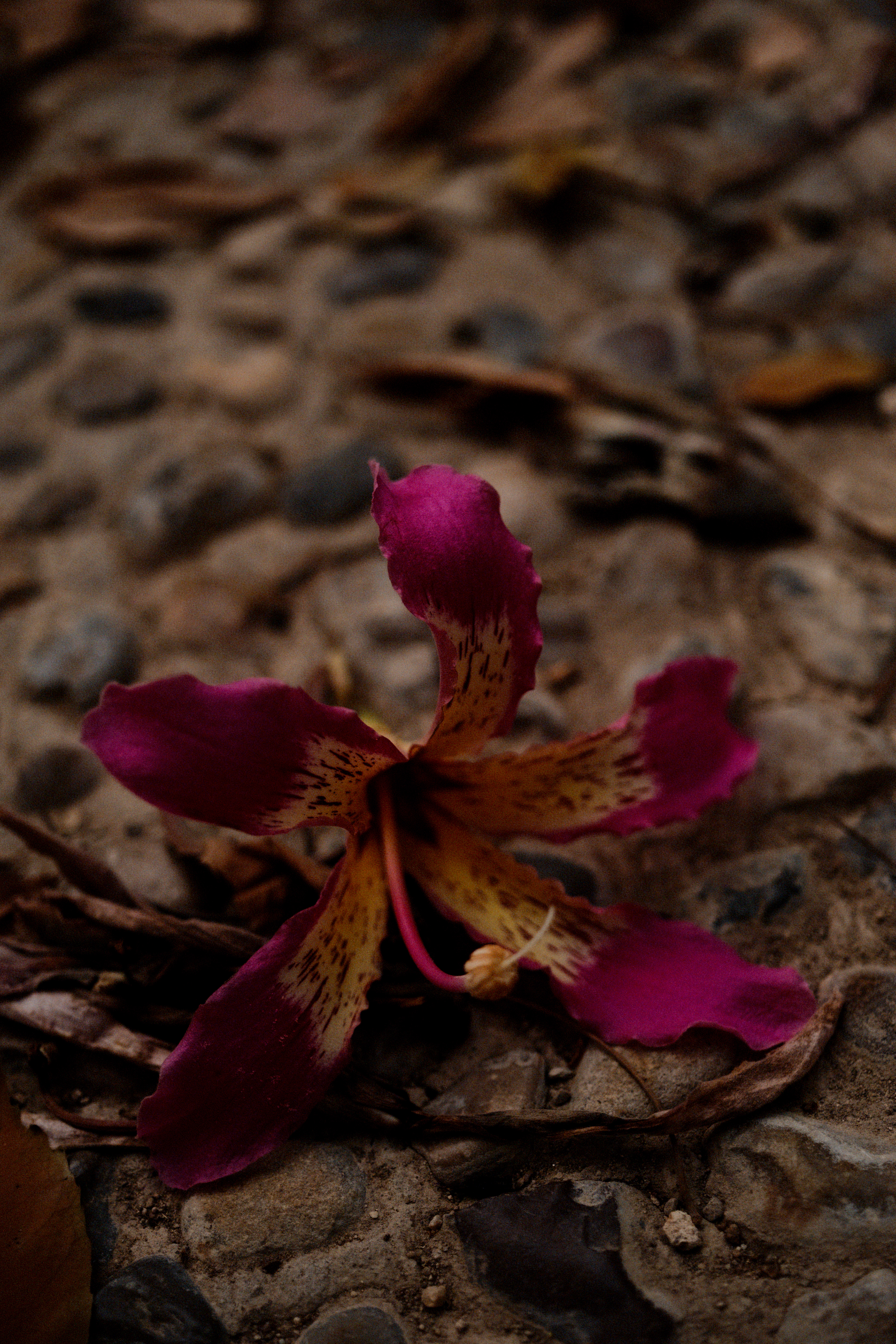ID: SSK-08