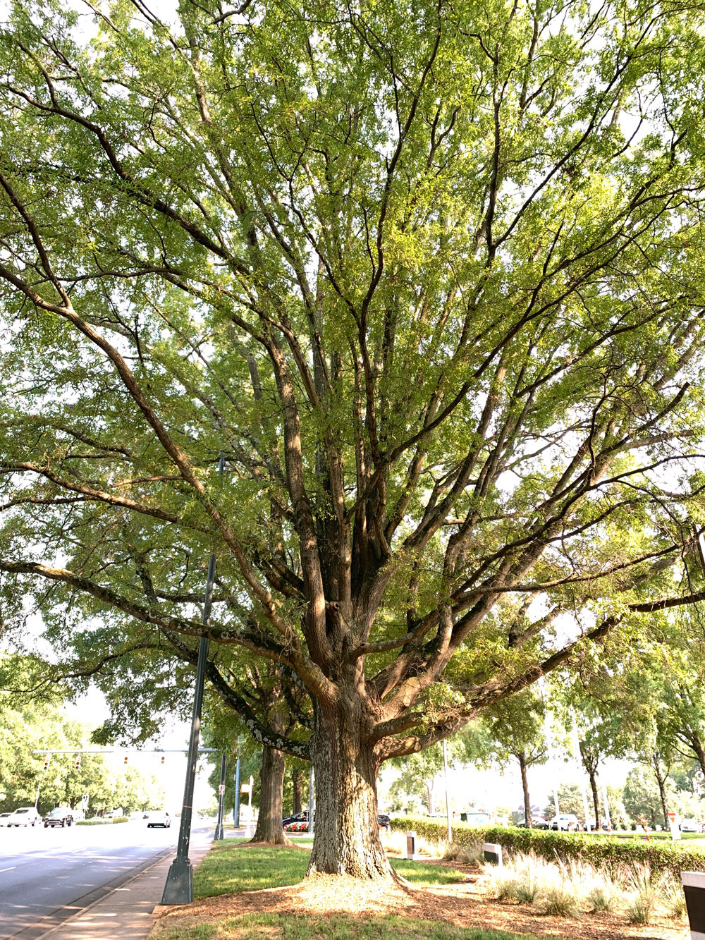 Charlotte, NC has beautiful trees.
