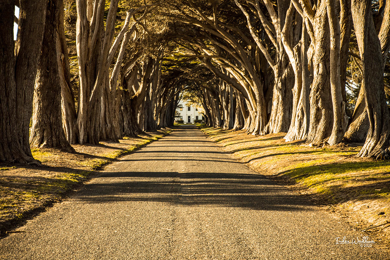 Cypress Tree Tunnel