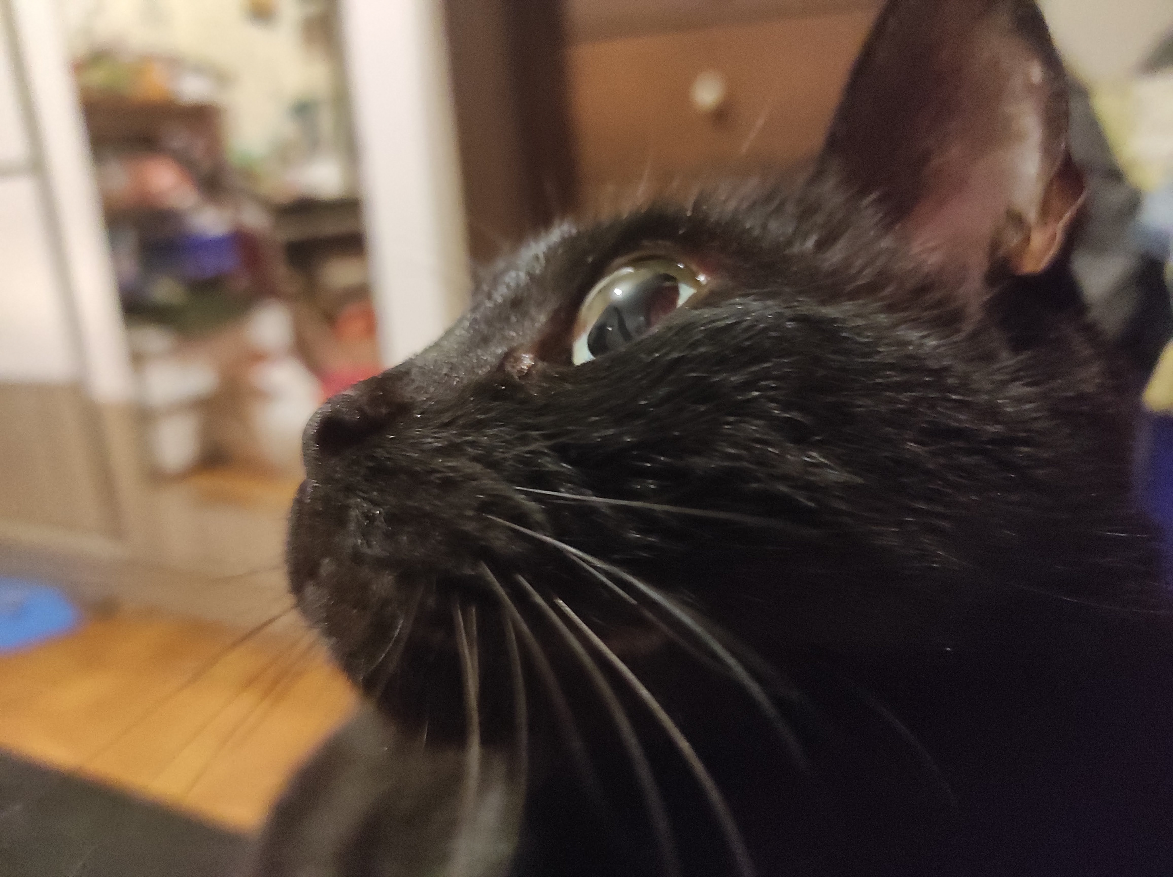 Kara Kedi