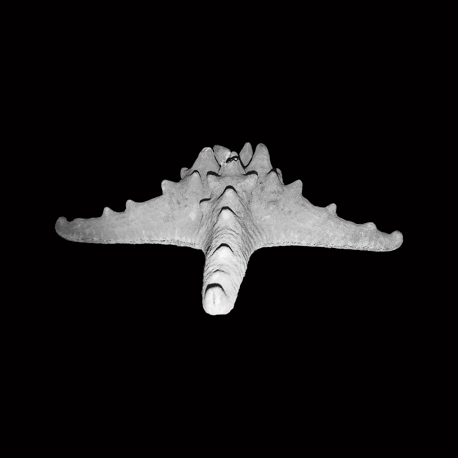 Emblem Inspiration Is an Object of Nature (Starfish)