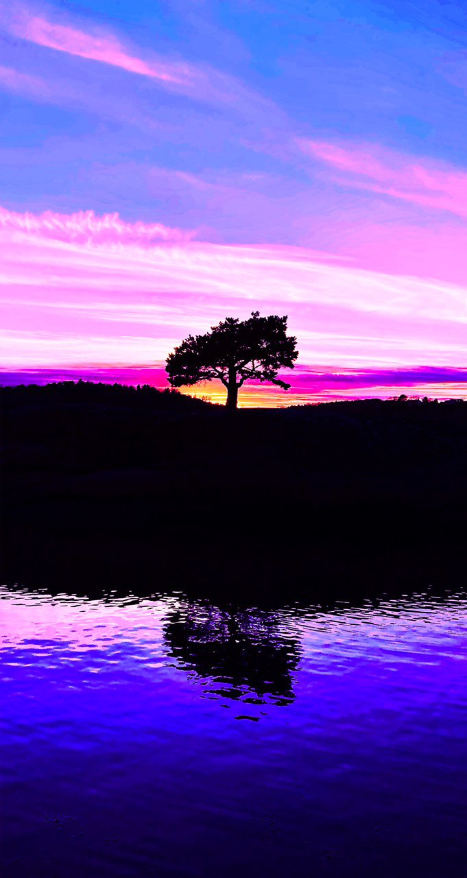 Bonsai PinkDream