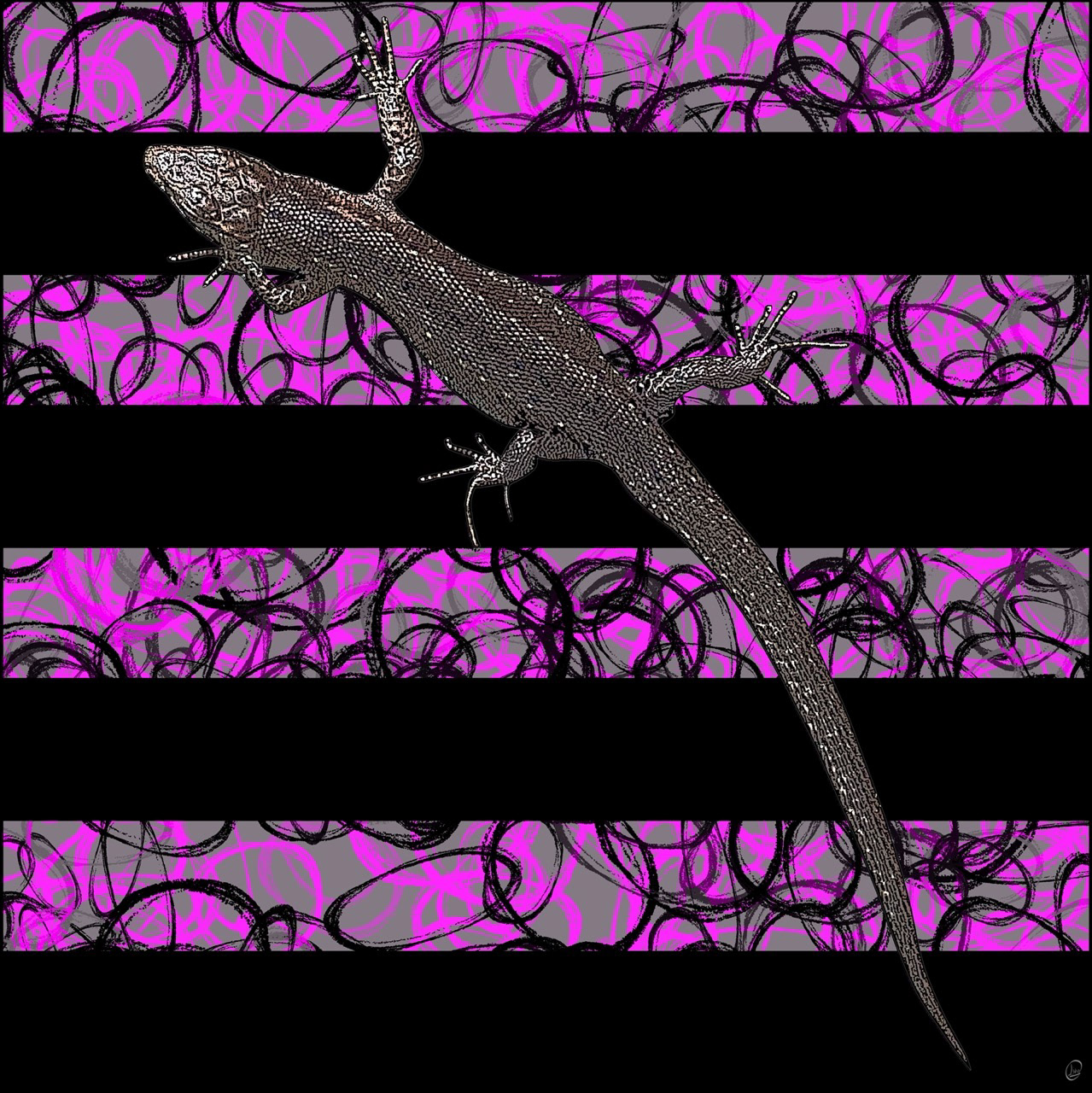 BlackPink Gekko