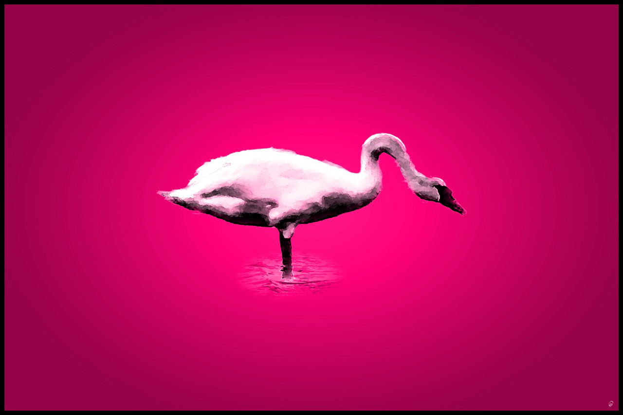 Ugly Duckling Hot Pink