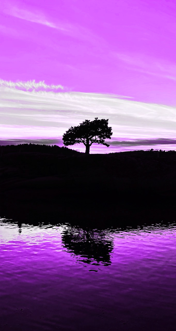 Bonsai Purple