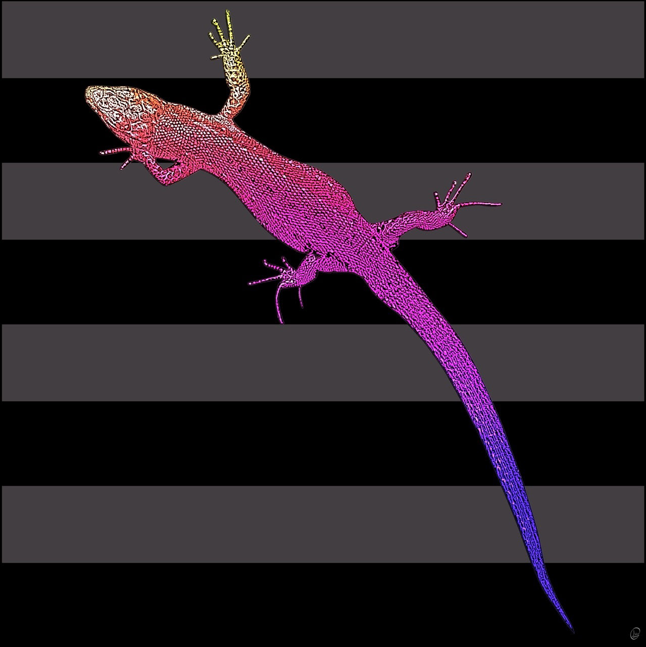 Rainbow Gekko
